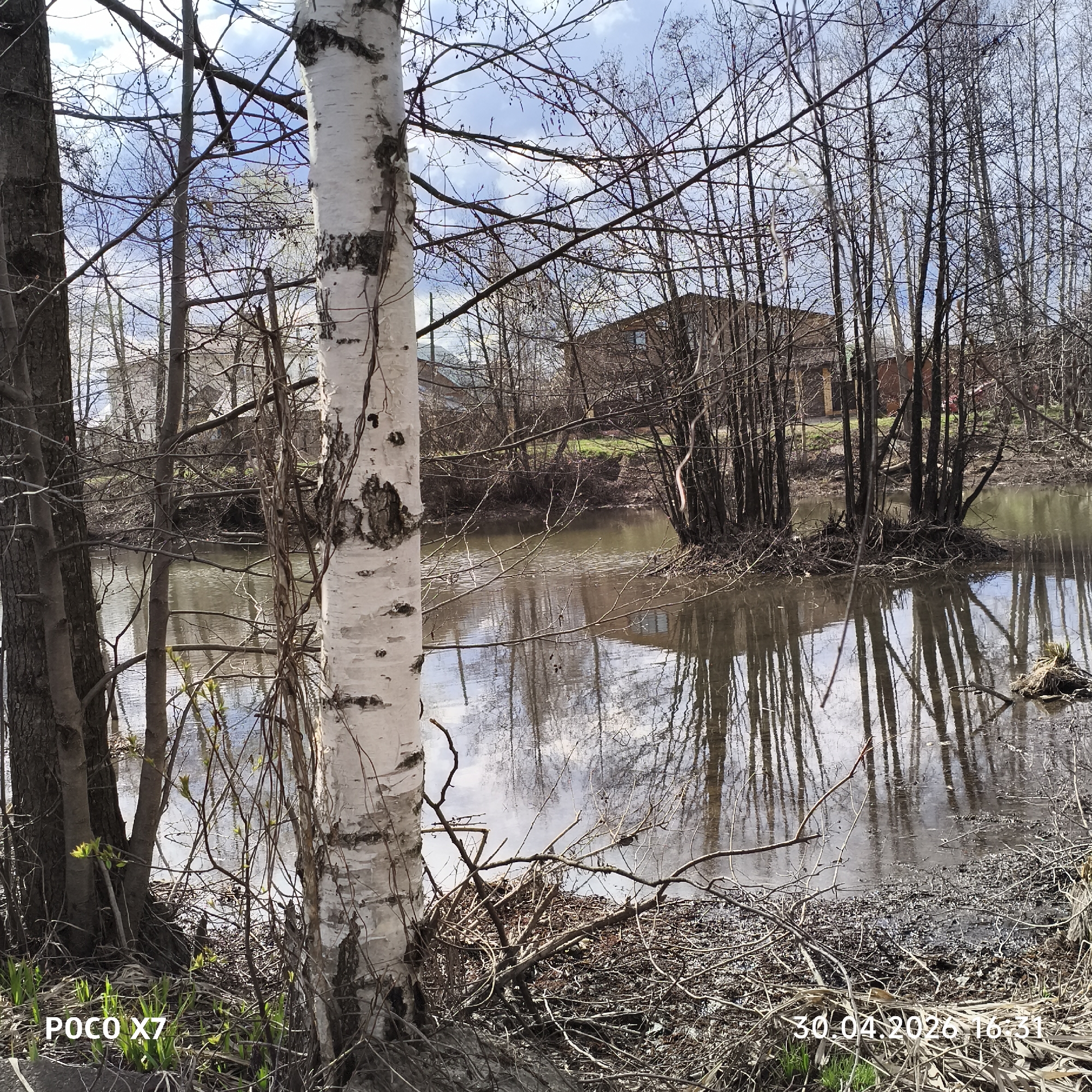 The image captures an outdoor scene featuring a body of water bordered by trees, suggesting early spring. In the foreground on the left, a dark-barked tree trunk stands beside a prominent white-barked birch tree, both bare of leaves. Small green shoots and early buds are visible on the ground and on some branches, indicating the nascent growth of spring. The water, likely a pond or slow-moving river, reflects the sky and the bare tree branches, creating a mirrored effect.
Across the water, a small island of densely packed, slender, bare trees or bushes rises from the muddy bank. Further in the background, through the skeletal branches, several houses or buildings with brown roofs are visible, suggesting a semi-rural or residential area. The sky above is partly cloudy with patches of blue visible between the intricate network of bare branches. The ground near the water is muddy and covered with fallen twigs and debris. No people or specific activities are depicted, giving the scene a tranquil and natural feel. The time of day appears to be late afternoon, confirmed by the digital timestamp "16:31".
Visible text includes "POCO X7" in the bottom left corner, indicating the device used, and "30.04.2026 16:31" in the bottom right, providing the date and time the photo was taken. The overall impression is one of nature in transition during springtime in what is specified as Chaikovsky, Russia.