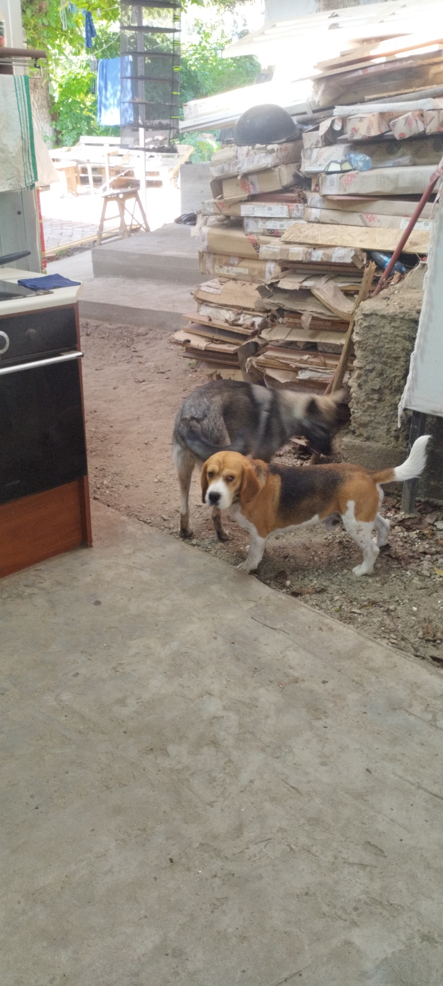 This image depicts an outdoor scene in Yaroslavskaya, Russia, characterized by a rustic and somewhat cluttered environment. In the foreground, a concrete surface dominates the lower half of the frame. To the left, a dark brown and black cabinet or appliance stands partially visible, with a blue cloth placed on its surface.
Further back, two dogs are present. A beagle, with its distinctive brown, black, and white markings, stands alert and facing the camera. Behind it, a larger, gray and black dog, possibly a German Shepherd mix, is partially obscured and appears to be sniffing the ground or interacting with something out of frame.
The background reveals a more complex setting. A pile of stacked materials, including what appears to be wood planks and cardboard boxes, is prominent. Some of these boxes have labels, suggesting they may contain goods. A dark, possibly military-style helmet rests on top of the stack. Beyond the materials, trees and foliage suggest a green, natural environment. Clothes, including a blue garment, are hanging on a line, possibly for drying. A wooden table and chairs are also visible in the distance, hinting at an outdoor living or working space. The overall impression is one of a functional, lived-in area that is not meticulously maintained.