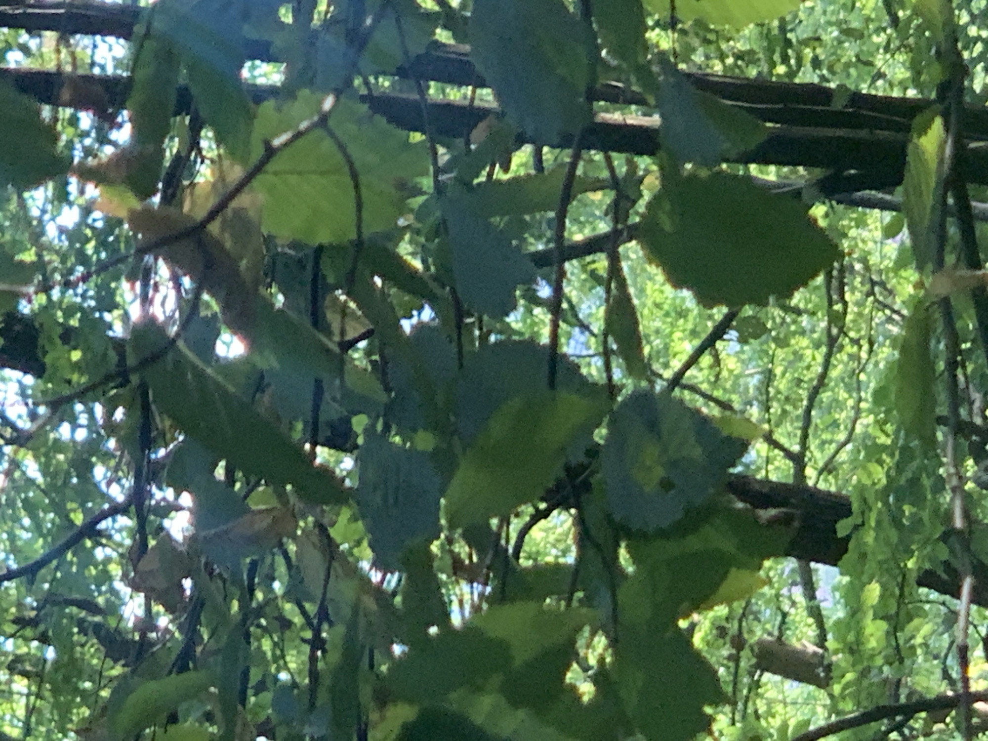 The image shows a dense canopy of green leaves and branches, with dappled sunlight filtering through. Several tree trunks, appearing dark and vertical, are visible behind the foliage. The background is a blur of green and light, suggesting more trees and vegetation. There are no people or animals visible. The scene depicts a natural outdoor environment, likely a forest or park. Without further context, the specific location within Vyshovatyi, Ukraine, cannot be determined from the image alone.