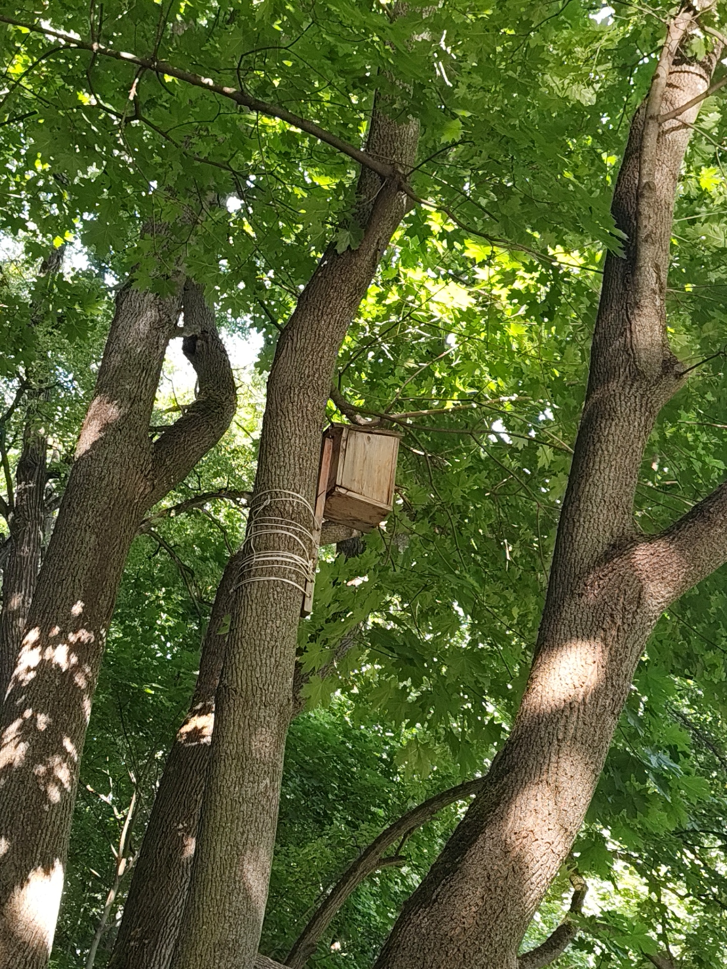 The image displays a low-angle perspective looking upwards into a dense canopy of deciduous trees in Bogdanikha, Russia, under bright daylight. Three prominent tree trunks, characterized by their rough, dark bark, vertically frame the scene. A small, unpainted wooden birdhouse or nesting box is affixed to the central tree trunk, positioned approximately midway up the frame. Below the birdhouse, white rope or strapping is wrapped multiple times around the trunk. The tree canopy features numerous vibrant green leaves, through which sunlight filters, creating dappled light and shadow patterns across the bark and foliage. The overall impression is a natural, outdoor environment, likely a park or forested area. No people or animals are visible within the frame.