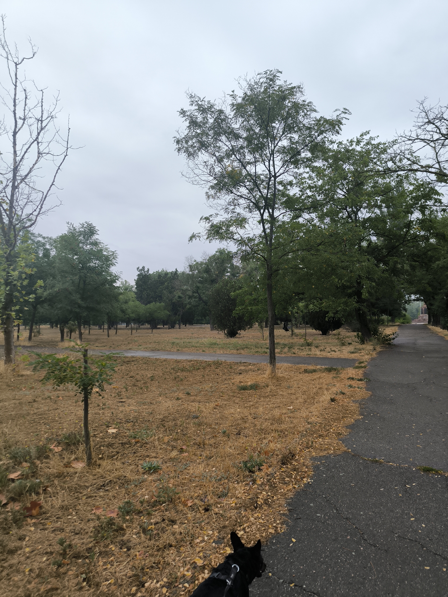The image depicts a park scene in Mykolaiv, Ukraine, under an overcast sky. A paved path curves through the park, bordered by dry, yellowish grass and scattered autumn leaves. Numerous trees, some with sparse foliage and others densely green, line the path and the open area. In the foreground, a black dog wearing a harness walks along the path, facing away from the camera. The overall atmosphere is somber and damp, suggesting recent rain or humidity.