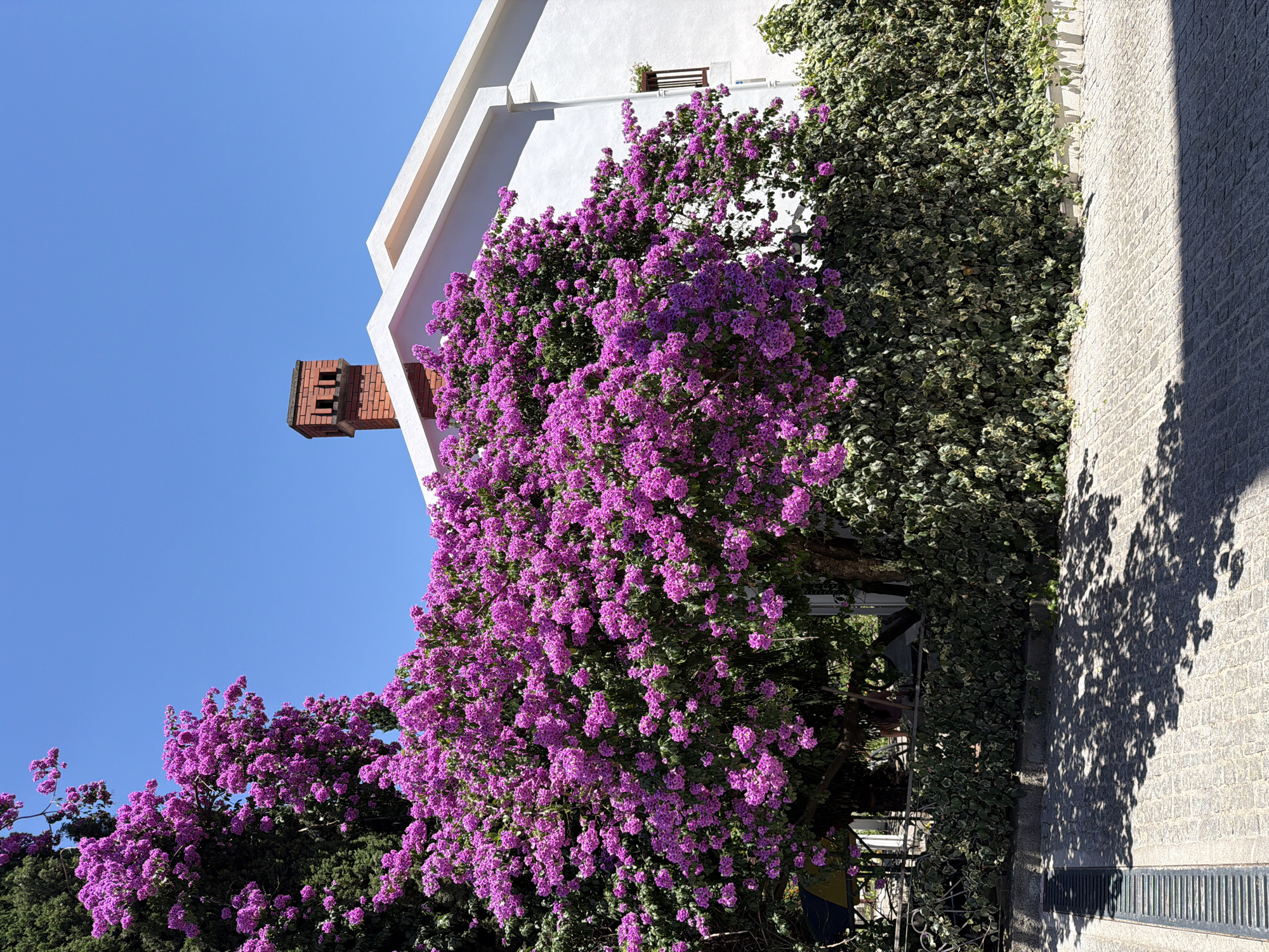 The image captures a vibrant bougainvillea tree in full bloom, its bright pink flowers cascading over a white building. The building features a red brick chimney and a window with dark shutters. Adjacent to the building is a lush green hedge, and the foreground shows a cobblestone pathway with dappled sunlight casting shadows from the tree. The sky is a clear, deep blue. The scene is consistent with the architecture and vegetation found in Budva, Montenegro, known for its coastal beauty and Mediterranean flora.