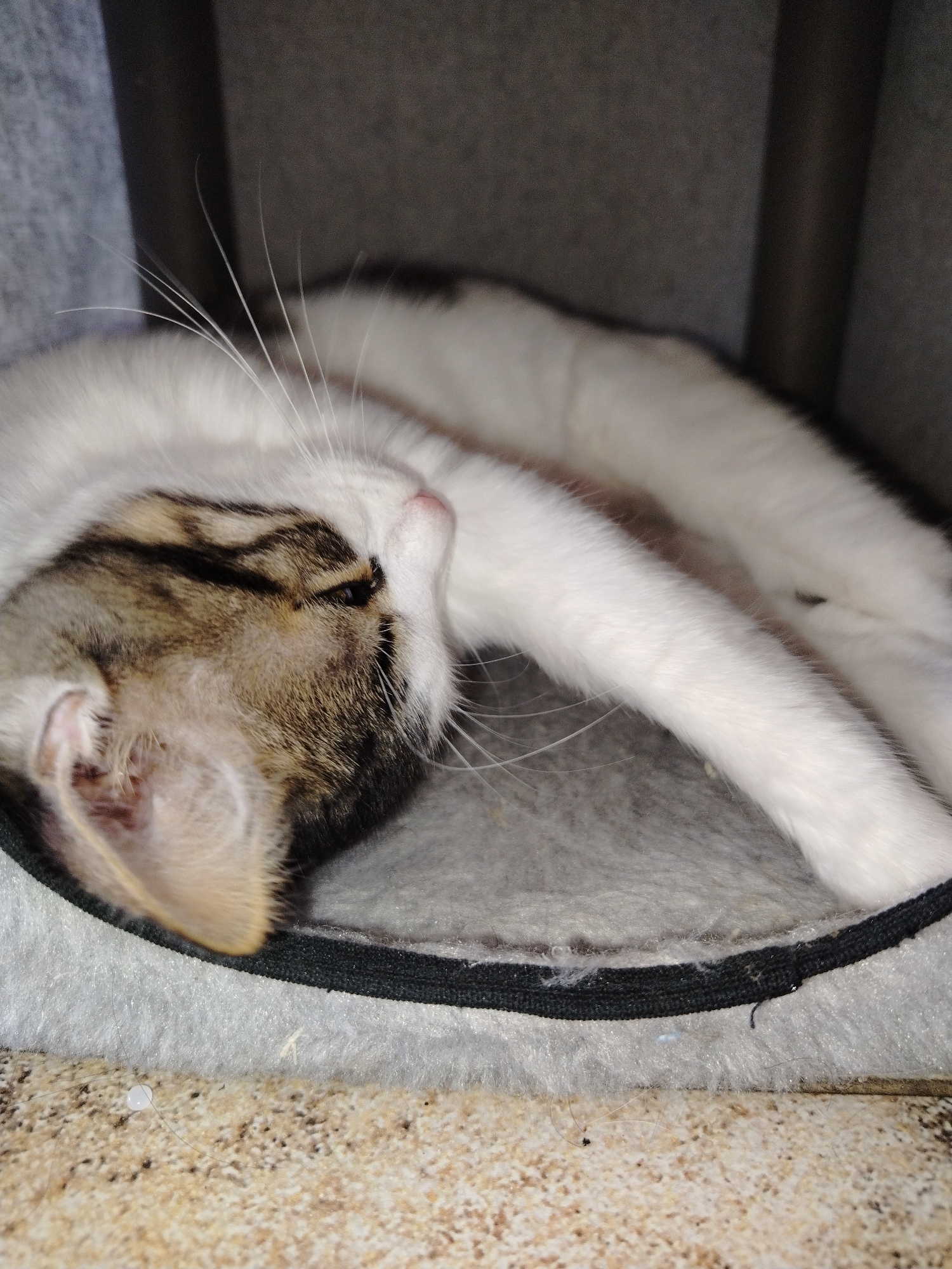 A tabby and white cat is sleeping in a cat bed. The cat is curled up on its side with its head resting on its paws. The cat bed is gray and fluffy, and it is placed on a speckled beige surface. The background is a dark gray wall. The scene appears to be indoors, possibly in a residential setting.