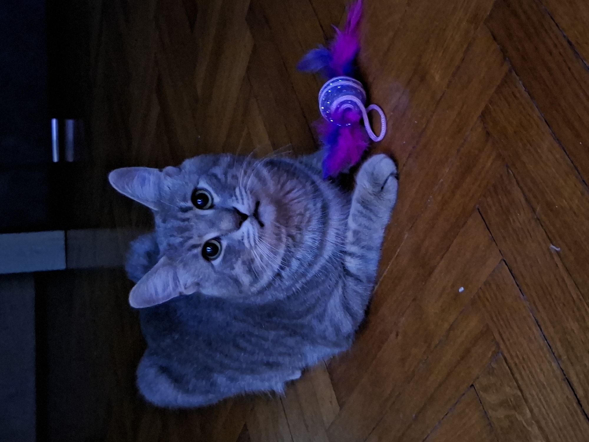 A grey tabby cat lies on a herringbone pattern wooden floor with a purple and blue cat toy. The location is unknown, and there is no indication the image was taken in Novi Sad, Serbia. There are no visible people in the image. A dark, out-of-focus object with two vertical silver lines is partially visible in the upper left corner.