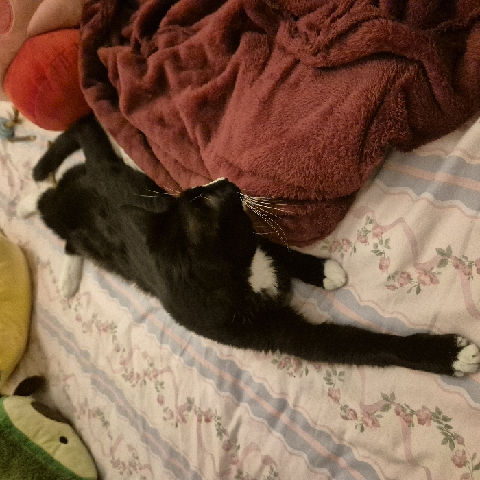A tuxedo cat stretches out on a pink and white floral patterned bed. The cat is mostly black with white paws, a white chest spot, and white whiskers. A burgundy blanket rests behind the cat. Stuffed toys in green, red, and yellow are visible along the left edge of the frame. The cat's body extends diagonally across the bed, with its head near the blanket and its back paws near the top left.