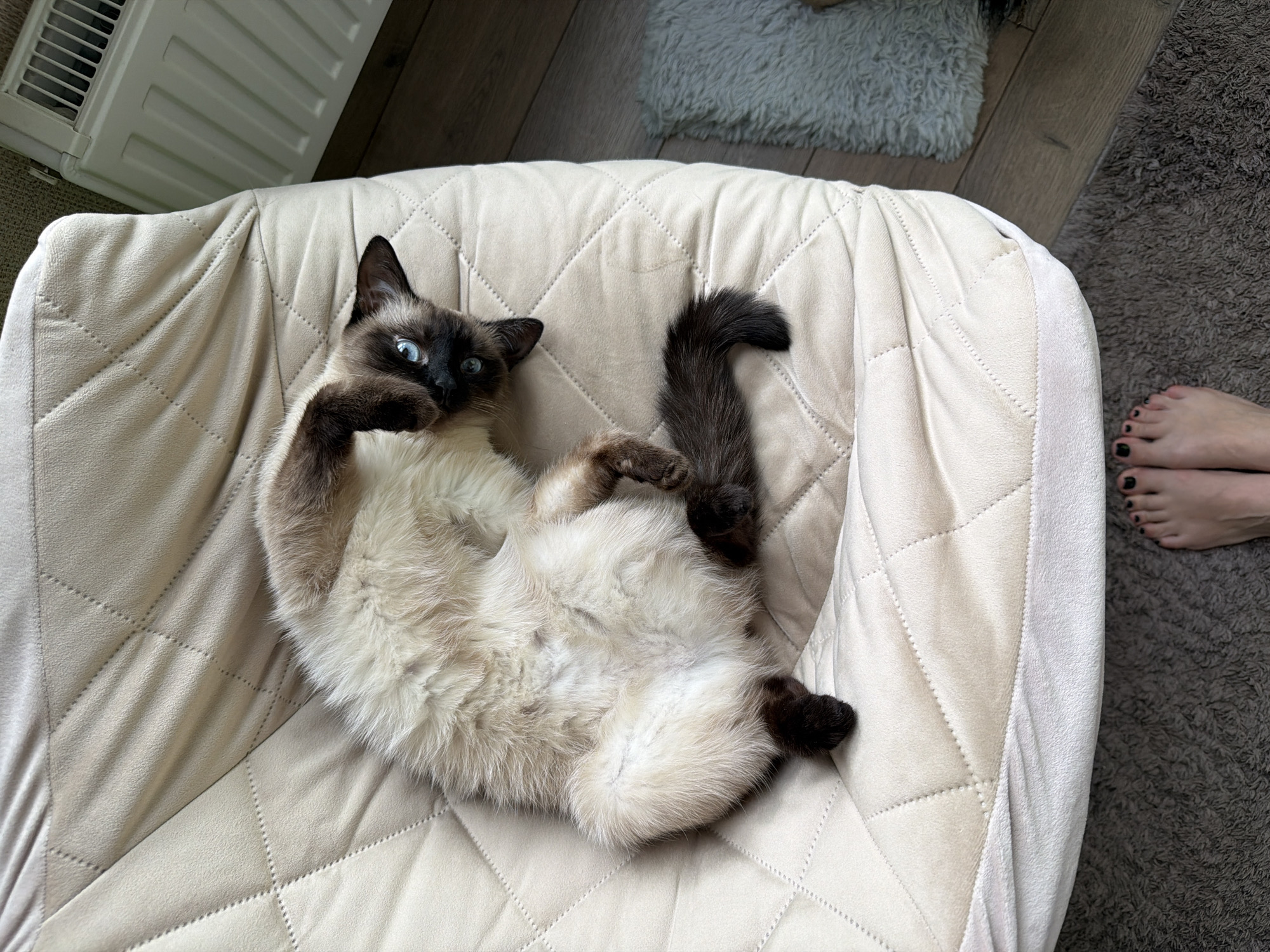 The image presents an indoor scene centered on a Siamese cat relaxing on a light-colored, quilted armchair or pet bed. The cat, with its distinctive cream-colored fur and dark brown points on its face, ears, paws, and tail, is lying on its back with its belly exposed and front paws slightly raised. Its bright blue eyes are open and appear to be looking directly at the camera, conveying a sense of curiosity or playful relaxation.
In the bottom right corner of the frame, a pair of human feet with dark (likely black) nail polish are visible, suggesting a person is near the cat. These feet are resting on a darker grey, shaggy rug. In the background, behind the armchair, a lighter, fluffy rug is partially visible, and in the upper left, a white floor vent or radiator can be seen. The lighting in the image is soft and even, suggesting it is daytime. No text is visible in the media.