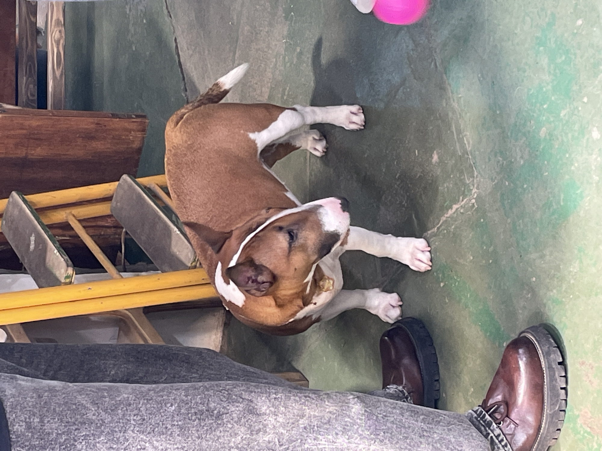 A medium shot captures a brown and white Bull Terrier dog laying on a green floor. The dog is next to a person's legs wearing grey pants and brown shoes. A yellow ladder is also visible in the shot, along with a wooden crate. A pink ball is in the upper right corner. The location is not identifiable as Saint Petersburg, Russia, based solely on the visual information provided.