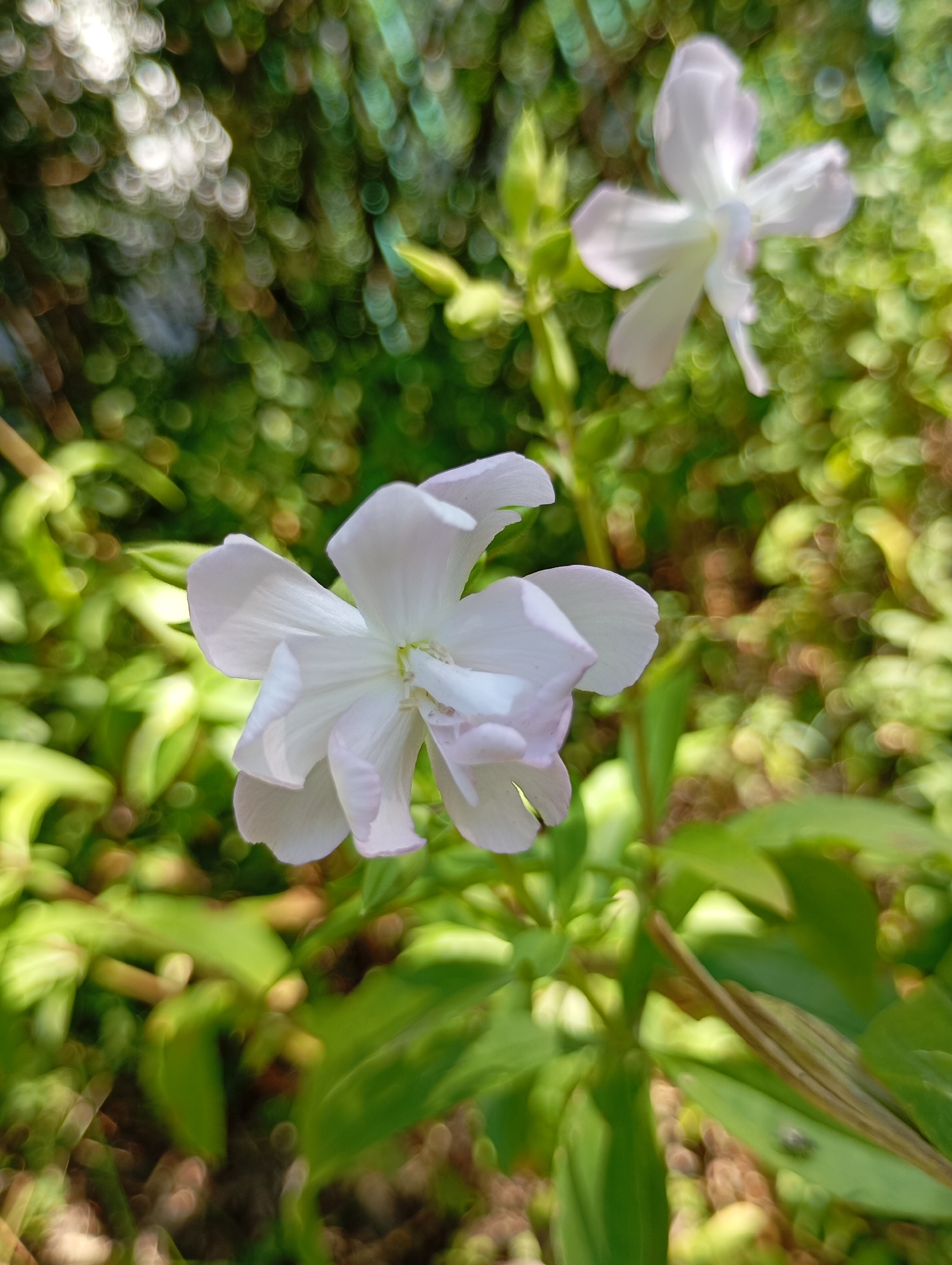 A close-up, shallow depth of field photograph captures two delicate white flowers with five petals each. The primary flower, in the foreground and slightly to the left, is in sharp focus, revealing subtle pinkish hues on its edges. Behind it, to the upper right, another similar flower is softly blurred. The background is a bokeh of green leaves and sunlight, creating circular highlights. The scene appears to be outdoors in a natural setting. There is no indication of Chaikovsky, Russia, or any specific urban environment. The image is devoid of people, actions, or interactions.