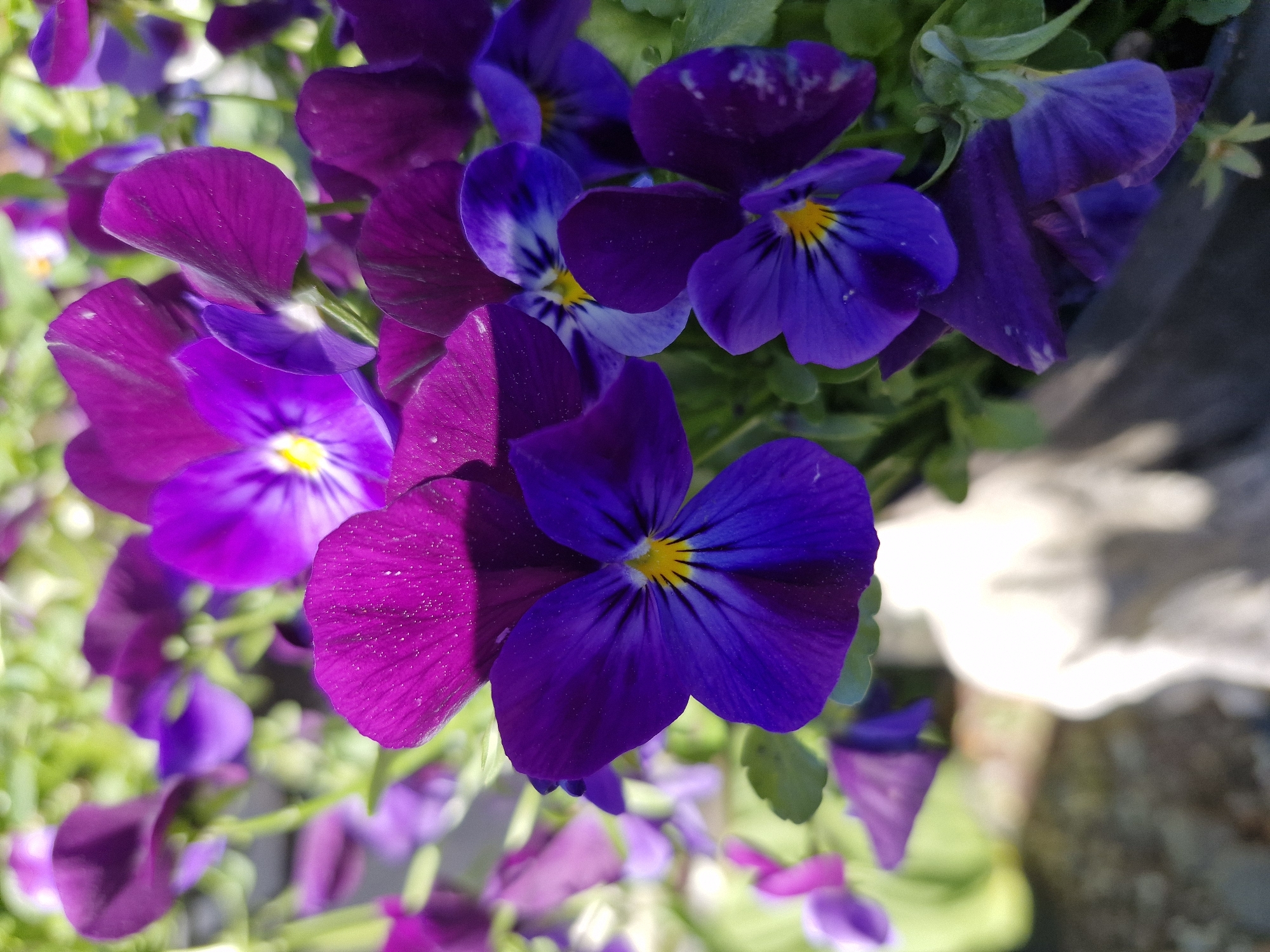 The image shows a close-up of a cluster of purple and blue pansies with yellow centers. The petals exhibit variations in shade, some being a vibrant magenta while others are deep blue. The leaves are green and scattered among the flowers. The background is a mix of green vegetation and a blurred concrete structure. The location is undetermined.