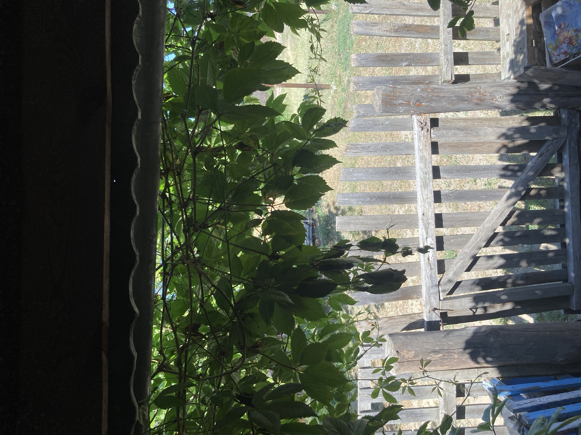 The image depicts a view through a canopy of green leaves, suggesting a natural or overgrown outdoor setting. Below the foliage, a rustic wooden fence is visible, constructed from vertical planks and horizontal rails. A small wooden gate, partially ajar, is integrated into the fence. The fence posts are weathered and appear to be made of rough-hewn logs, with one prominent post in the foreground. Sunlight casts shadows through the leaves and onto the fence, indicating a bright, possibly midday, scene. Beyond the fence, a grassy area is discernible, with some hints of distant structures or trees. The overall impression is one of a rural or semi-rural environment, possibly a backyard or garden area, with elements of disuse or natural overgrowth. The scene's context within Rakity, Russia, implies a location in the Belgorod Oblast, known for its agricultural and rural landscapes.
