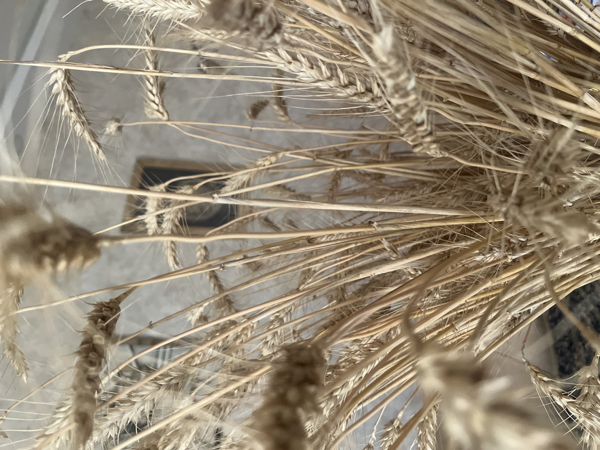 A close-up, shallow depth of field shot shows a bouquet of dried wheat stalks. The stalks are golden brown and have visible grains and wispy strands extending from them. The background is out of focus and appears to be a neutral-colored wall with a framed picture visible. The lighting is soft and natural, highlighting the texture of the wheat. The location is not specified.