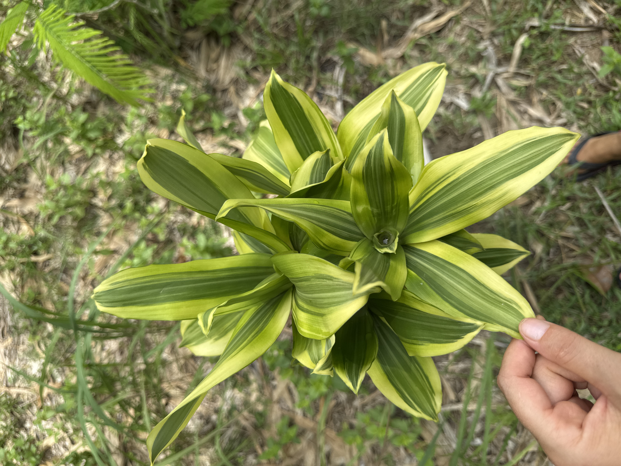 A close-up, overhead shot shows a plant with green and yellow striped leaves held by a human hand, potentially located in Baan Don Sai, Thailand. The plant is the central focus, with leaves radiating outwards. The hand lightly grasps one of the leaves. The background consists of grass and other foliage with dry patches. Part of a foot, clad in a black sandal, is barely visible.