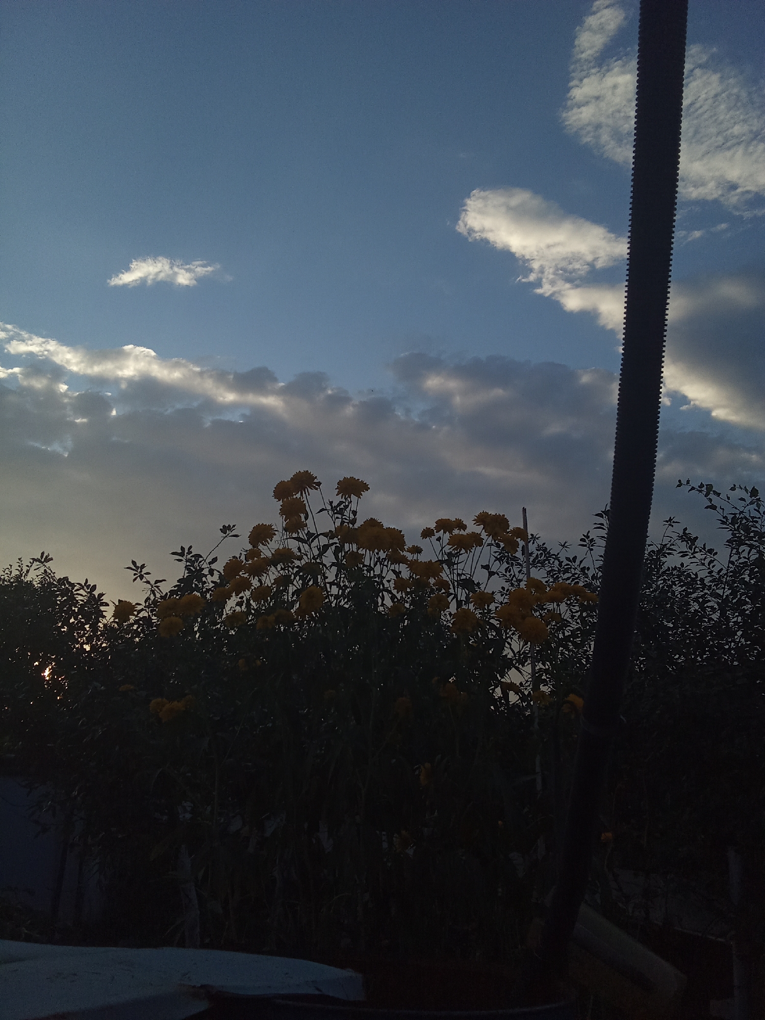 A twilight scene is captured in Samsonovka, Kazakhstan, with the sky displaying a gradient of blue and grey hues, punctuated by scattered white clouds. A cluster of yellow flowers dominates the foreground, silhouetted against the darkening landscape. To the right, a vertical, ribbed black object, possibly a pipe or pole, extends upwards. The lower portion of the image reveals dark foliage and the suggestion of structures in the foreground, rendered in shadow.