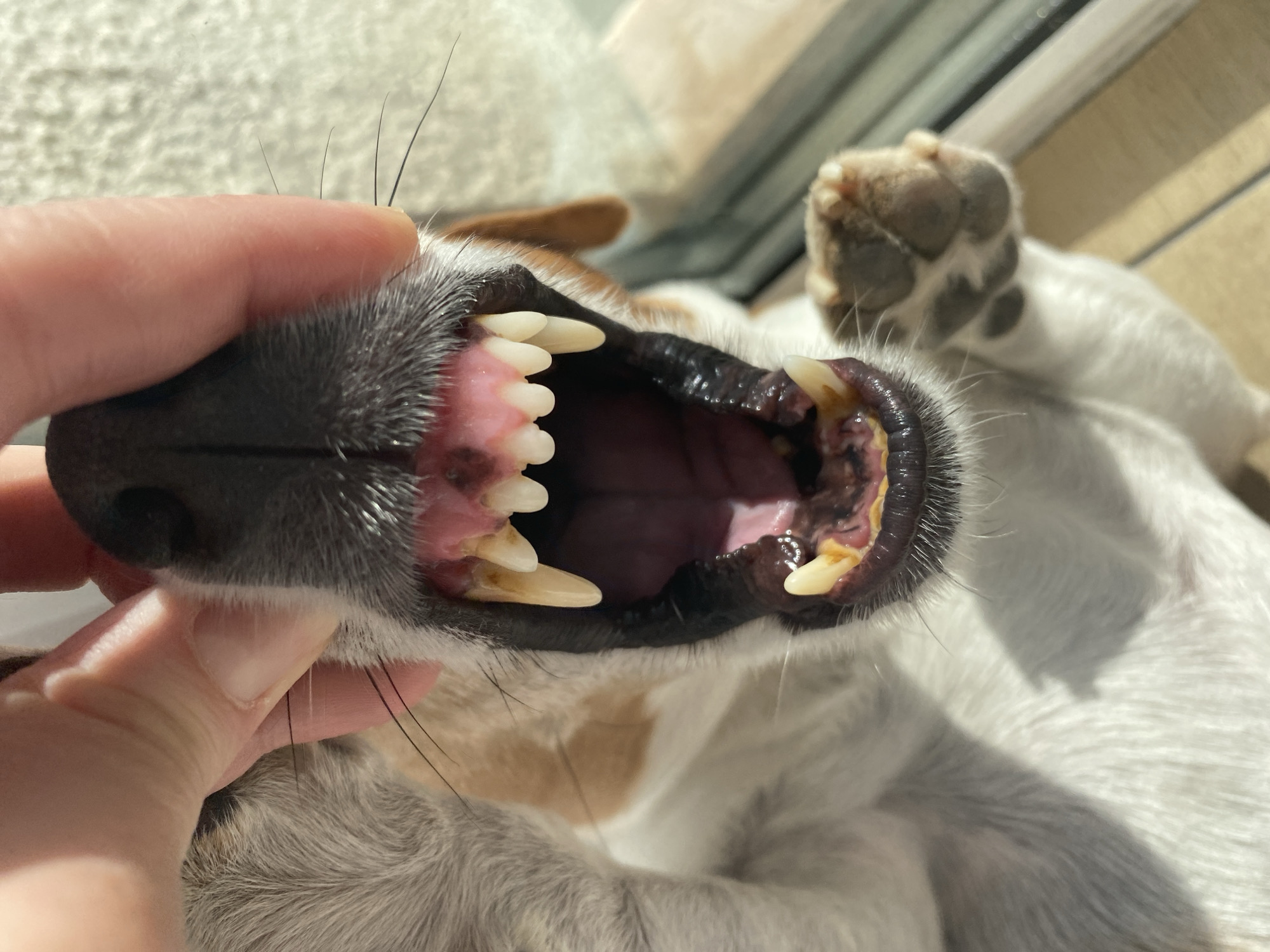 A close-up, high-angle photograph depicts a light-furred dog, consistent with a Jack Russell Terrier, positioned supine for a dental inspection. A fair-skinned human hand, utilizing the thumb and forefinger, retracts the dog's upper lip, exposing its wide-open mouth, teeth, and gums. The dog's upper incisors are white, while the prominent canines and visible molars show yellowish discoloration and tartar buildup, particularly on the lower teeth. The gums are pink with distinct dark pigmentation on the upper left gum. The tongue and interior mouth tissues are pink, contrasting with a dark roof of the mouth. Bright natural light from the upper right illuminates the scene, casting shadows on the dog's white fur. A blurred view of a paw with gray pads is visible on the lower right. The background consists of a blurred light-colored indoor surface, with a partial window frame visible on the right. This event occurs in Chaikovsky, Russia.