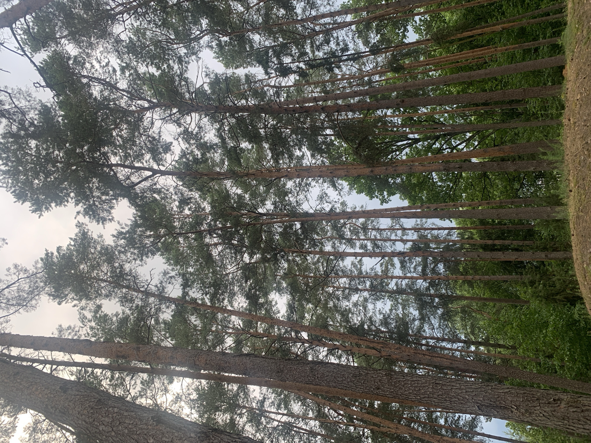 A low-angle, full shot captures a dense forest with tall, mature pine trees reaching towards a cloudy sky. The trees are a mix of light and dark brown, with rough bark textures visible. Some of the pines have lush green foliage at their tops, while others are more sparse. The ground is covered in dry pine needles and cones. The overall atmosphere is serene and natural. The location is in the Орлеўскі сельскі Савет, Belarus.