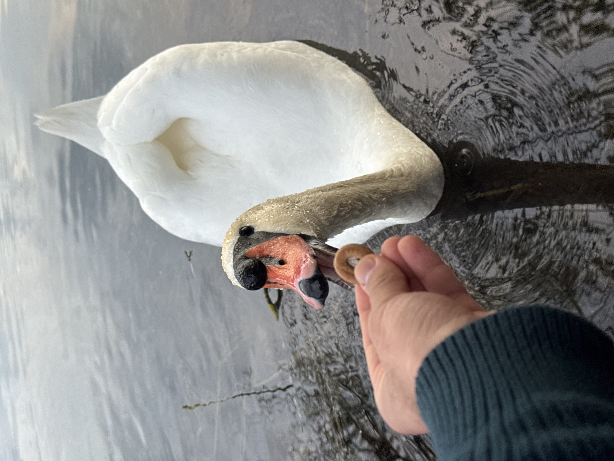A close-up, angled photograph shows a white swan in water, being hand-fed. The swan's head and neck are tilted down towards a human hand holding a circular piece of food, possibly a bagel. The swan has a distinctive black knob at the base of its orange beak. The water is gray and rippled, with reflections of the sky. A portion of a person's arm, clad in a dark green sweater, is visible on the right side of the frame. The location is Illkirch-Graffenstaden, France.