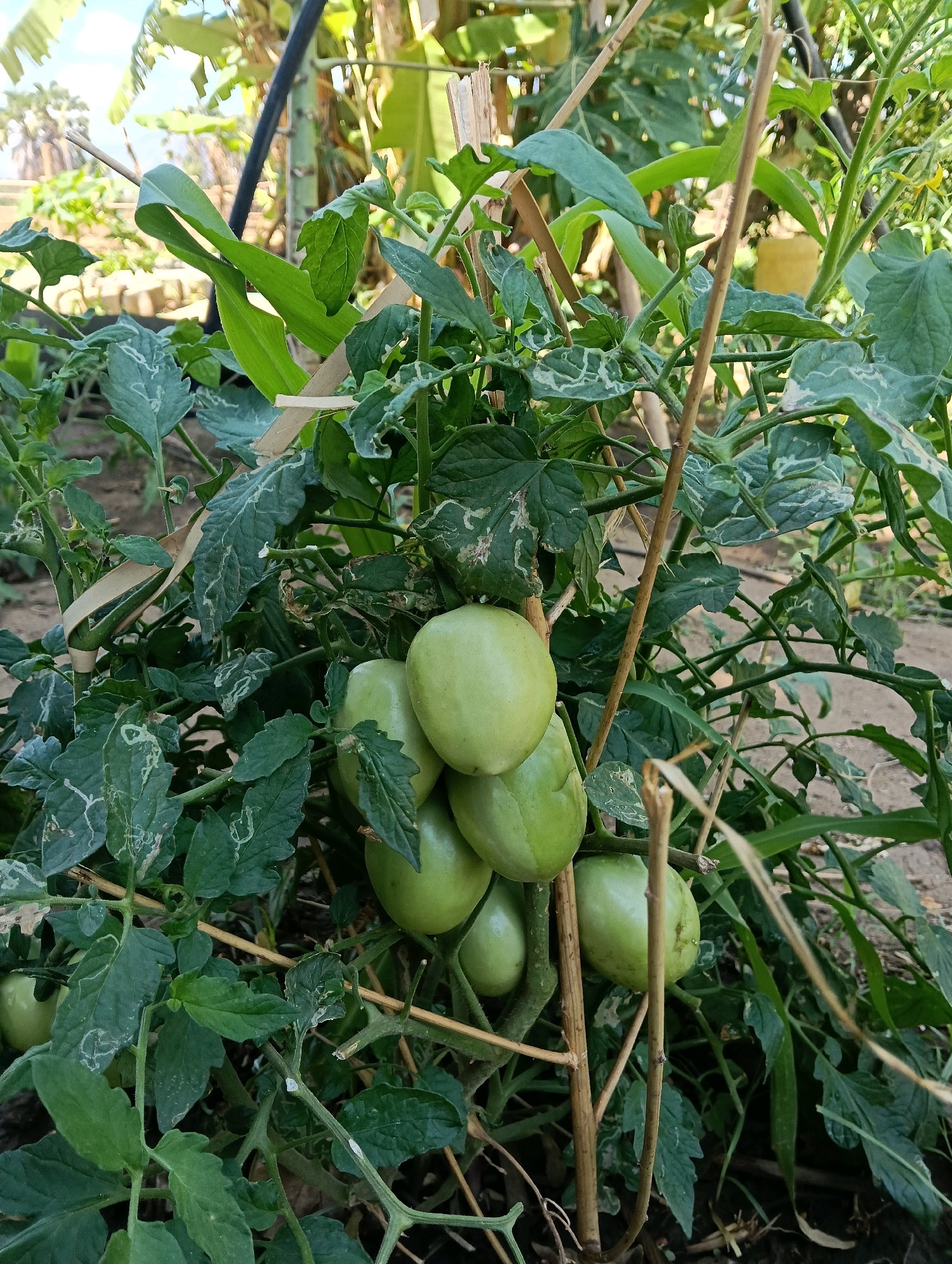 A close-up shot shows a cluster of unripe, green tomatoes on a vine. The tomatoes are oval-shaped and vary in size, with some appearing larger and rounder than others. The vine is supported by a thin, dry wooden stake that runs vertically through the frame. Lush green leaves, some showing signs of minor damage or discoloration, surround the tomatoes. The background is a blur of greenery and foliage, suggesting an outdoor agricultural setting. The ground appears to be covered in dry earth and some sparse vegetation. The overall impression is that of a tomato plant in a rural or garden environment.