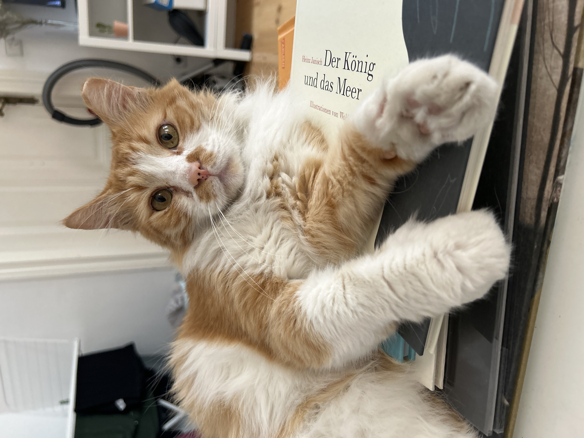 A long-haired cat with orange and white fur is lying on its back on a stack of books. The cat's head is tilted to the left, and its eyes are open. Its paws are raised in the air. The title of one of the books is "Der König und das Meer" by Heinz Janisch. The scene is indoors. The location and city are unknown.