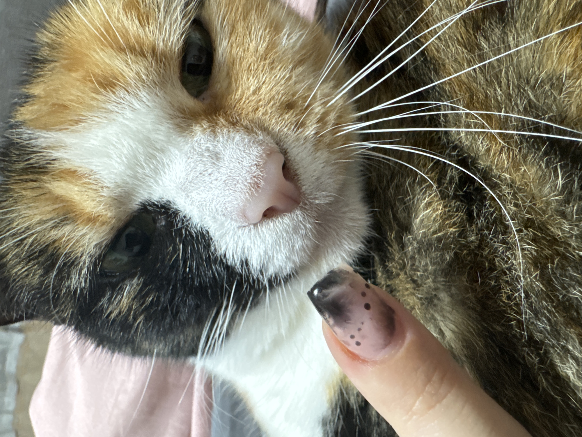 A close-up, high-angle shot captures the face of a calico cat being gently touched by a human finger. The cat, predominantly white on its muzzle and chest, features prominent patches of orange-brown and dark brown/black fur across its head and body. Its right eye, a deep green or dark brown, is visible and appears calm, looking towards the left side of the frame. A small, pink nose is centered on its white muzzle, surrounded by numerous long, white whiskers that radiate outwards.
A human finger, clean and well-maintained, enters the frame from the lower right, with its tip gently resting near the cat's muzzle, close to its whiskers. The fingernail on this finger sports a distinctive design: a translucent, natural-toned base, a soft dark grey or black smudge concentrated towards the tip, and several small, irregular black dots scattered over the rest of the nail's surface.
The cat's expression is placid and comfortable, suggesting a relaxed and affectionate interaction with the person whose finger is visible. The lighting is soft and even, implying an indoor setting during the daytime. The background is blurred, revealing more of the cat's patterned fur and a hint of a soft, light pink fabric or surface towards the bottom left. No text is visible in the image.