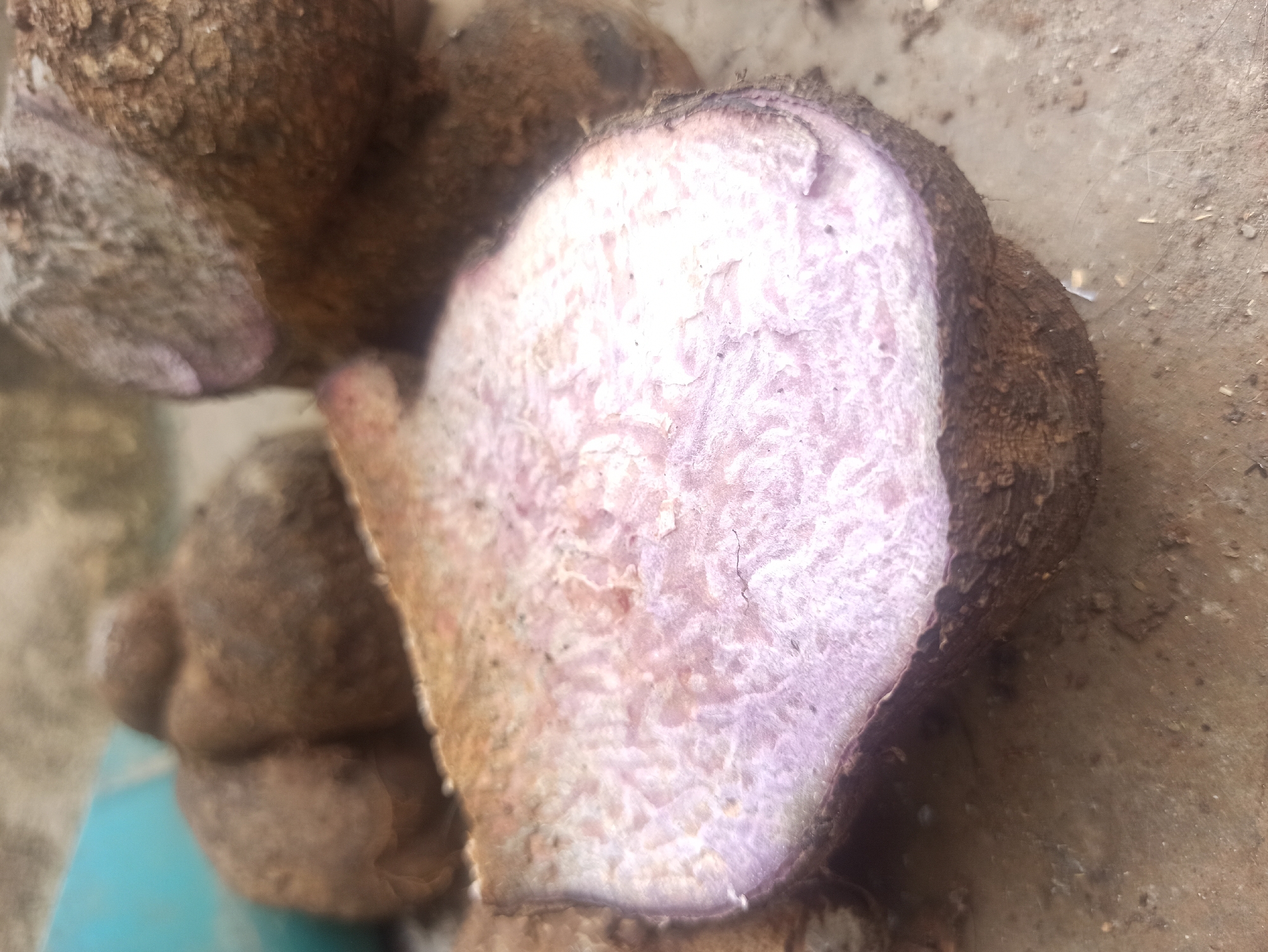 The image displays a close-up view of several taro tubers, some whole and one cut in half, resting on a textured, possibly concrete or dirt surface. The cut tuber reveals a pale purple interior with a rough texture, contrasting with its dark, earthy brown skin. The tubers appear to be unprocessed, with visible dirt and roots. In the background, a blurred turquoise object is partially visible, along with other blurred tubers. The lighting suggests an outdoor or dimly lit environment. There is no clear indication of the specific location within Tuba, Indonesia.
