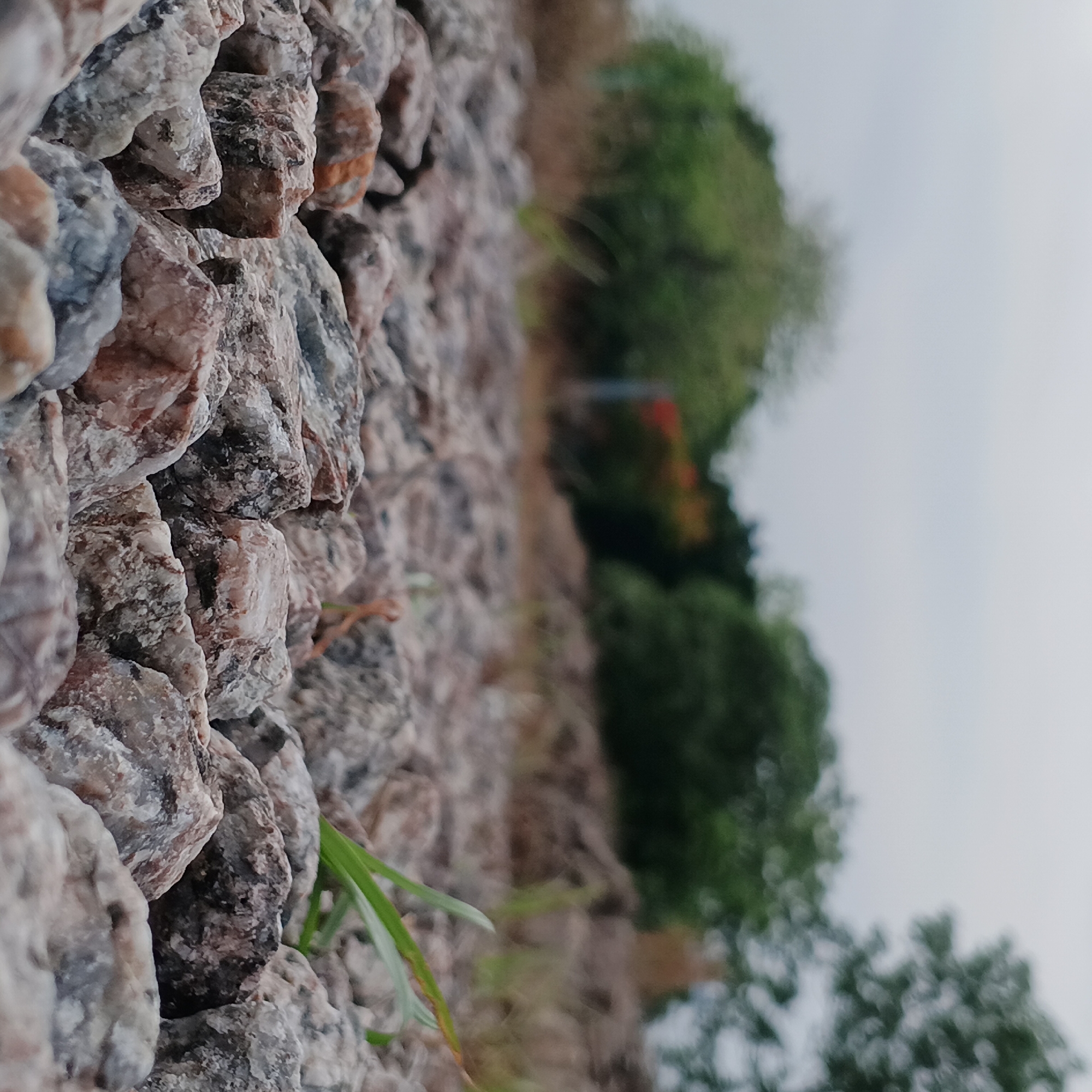 The image presents a close-up, shallow depth of field photograph with a vertical orientation, focusing on a textured surface of rocks. The left side of the frame is dominated by numerous small to medium-sized, irregularly shaped rocks, sharply in focus. These rocks display a variety of natural colors, including shades of gray, white, brown, and hints of red and black, with rough, angular surfaces. A few thin blades of green grass are visible growing amongst the rocks, particularly towards the bottom left.
The background transitions into a heavily blurred expanse, indicative of a shallow depth of field. This blurred area features soft masses of green, suggesting trees or dense foliage. There are also subtle touches of reddish-orange within the green, which could be autumn leaves or flowers, but their specific form is indistinct due to the blur. Above the vegetation, a light, almost white, gray area represents an overcast or cloudy sky.
The scene depicts an outdoor setting, likely a natural or semi-natural landscape, possibly an embankment, wall, or pathway made of stone. The soft, diffused lighting suggests it is daytime under an overcast sky. There are no people visible, and no specific activity or event is taking place. No text is discernible in the image. The location context is Shunde District, China.