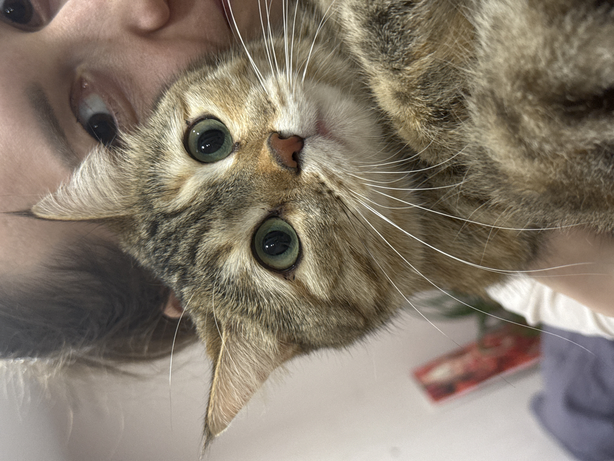 A close-up, upside-down shot features a woman and a tabby cat. The woman's face is visible in the upper-left corner, with one eye fully visible. The cat's face is centered in the frame with its green eyes, pink nose, and long white whiskers. The cat's fur is a mix of brown and tan shades. The location in the city of Chaikovsky, Russia is not discernible.