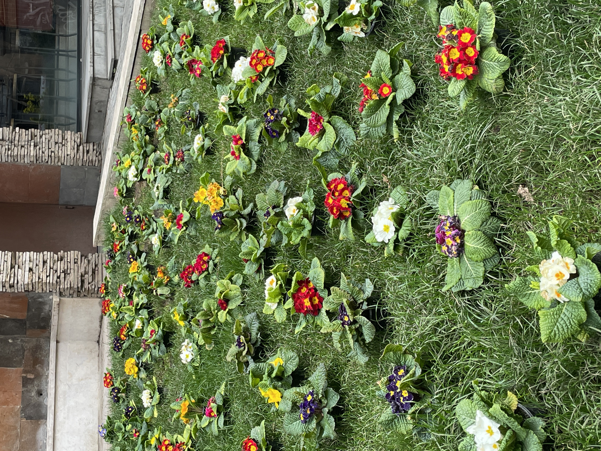 A ground-level, tilted shot shows a garden bed filled with flowers of varying colors like yellow, white, purple, and red amongst green grass. The flowers appear to be in individual pots arranged closely together. To the left of the flower bed is a textured wall made of rectangular stones and a window with reflections visible. This image may be located in Yerevan, Armenia, though specific identifying details within the image are limited.