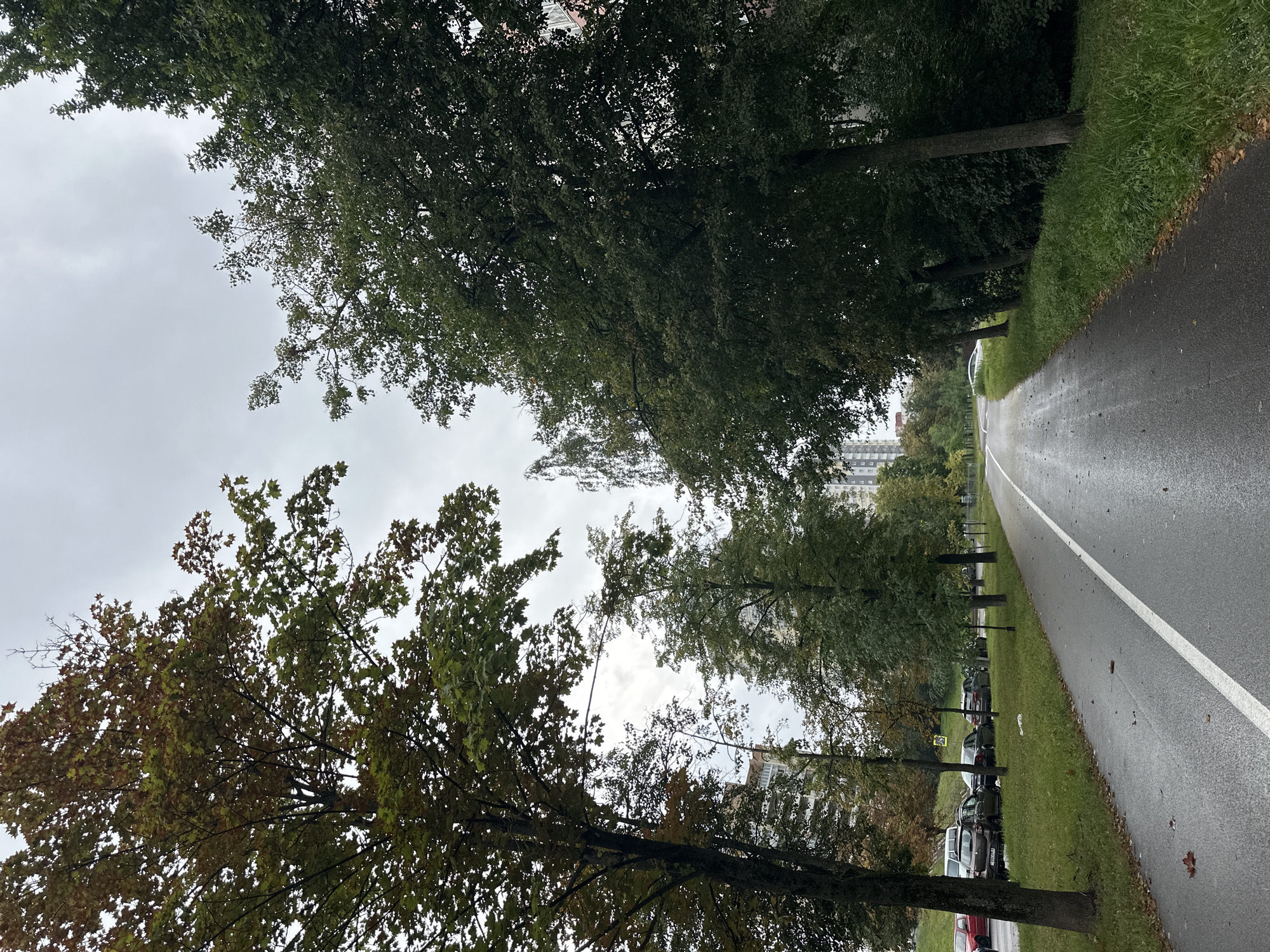 The image shows a wet asphalt road with a white line, likely a bike path or sidewalk, curving to the right. It is bordered by a strip of green grass and trees. On the left side of the road, parked cars are visible alongside a grassy slope. Tall apartment buildings can be seen in the background. The sky is overcast and gray, suggesting a cloudy day. The overall scene depicts a tranquil urban environment, possibly a park or a residential area, on a rainy or recently rained-on day in Minsk, Belarus.
