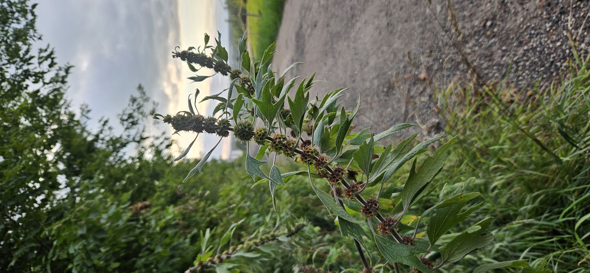 This is a close-up, low-angle, outdoor, vertical shot of a flowering plant with spiky seed pods. The plant is in the foreground, slightly to the left of center, with its stem and seed pods in sharp focus. The leaves are elongated and serrated. In the background, a gravel road recedes into the distance, flanked by green grass on the left and a field on the right. Lush green foliage, likely trees or bushes, occupies the left side of the frame, creating a dense backdrop that transitions to a soft-focus, hazy area further back. The sky above is overcast with hints of sunset light breaking through the clouds. The overall lighting is subdued, suggesting it might be late afternoon or early evening. There are no people or animals visible in the image. The location is identified as being in the city of Vitsebsk, Belarus.