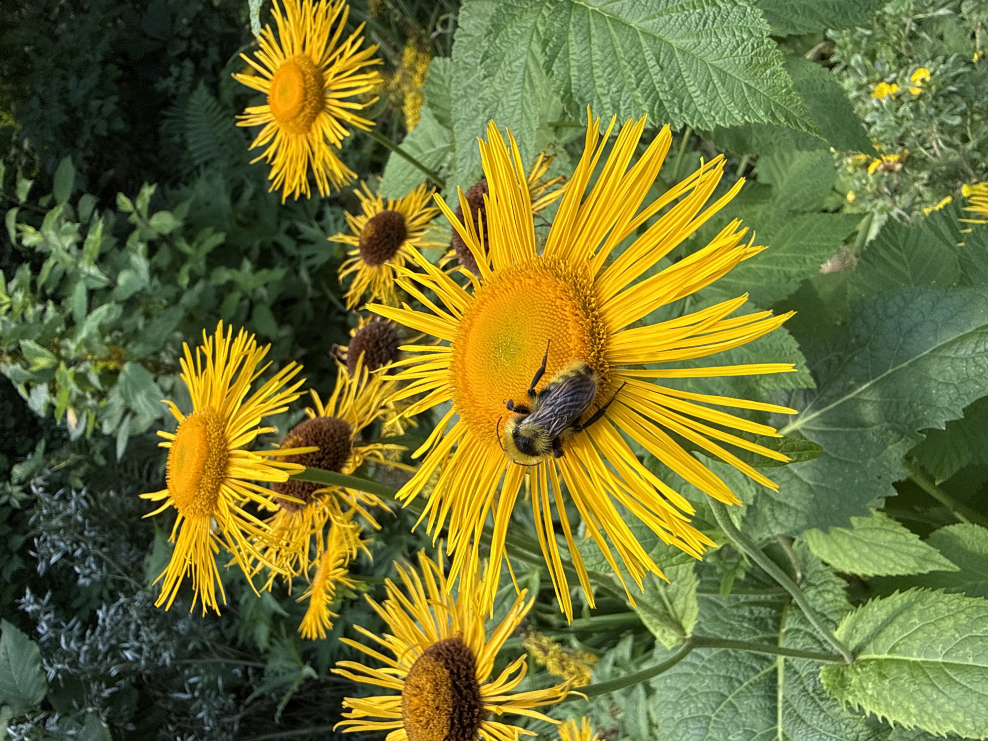 A high-angle, eye-level shot captures a close-up of several bright yellow flowers in bloom. A bumblebee is prominently featured on the largest flower, positioned in the lower center of the frame. The bee is actively engaged with the flower's center, which is a dark brown disc surrounded by thin, spiky yellow petals. The flowers have a daisy-like appearance but with much longer, finer petals. The background is lush and green, with dark foliage and hints of smaller plants and leaves creating a natural, garden-like setting. There are no people or man-made structures visible in the image. The scene appears to be a natural outdoor environment, possibly a garden or wild area, consistent with the location of Залесье Снт, Russia.