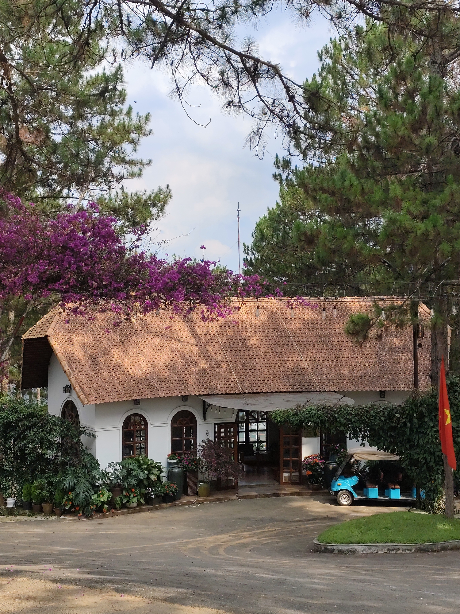 The image captures a picturesque building with a distinct architectural style, nestled amidst lush greenery, likely in Da Lat, Vietnam. The central subject is a charming, single-story white building featuring a striking terracotta-tiled roof with an undulating, scalloped pattern. Purple bougainvillea flowers cascade over the left side and along the ridge of the roof, adding a vibrant splash of color.
The building's facade is adorned with several arched windows framed in dark wood, and a welcoming entrance is visible towards the right, partially covered by climbing vines forming a green canopy. Numerous potted plants and larger green ceramic planters are arranged along the base of the building, enhancing its verdant surroundings. String lights with exposed bulbs are strung across the entrance area.
The scene is framed by tall pine trees with their characteristic long needles, reaching into a partly cloudy sky. A paved driveway or path curves in the foreground, indicating an accessible area, possibly for vehicles. On the right side of the building, a small, bright blue electric golf cart is parked near the entrance, suggesting guest transportation or utility use. Adjacent to the golf cart, a red flag with a yellow star, the national flag of Vietnam, stands prominently. In the upper left background, a thin, tall antenna or pole rises above the distant trees.
The time of day appears to be daytime with soft, natural light, and the weather seems pleasant with visible clouds in the sky. The overall atmosphere conveyed is one of tranquility and natural beauty, characteristic of a resort, cafe, or private residence in a scenic location like Da Lat. No specific human activity is evident, but the setup suggests a place of leisure or hospitality. There is no visible text in the image.