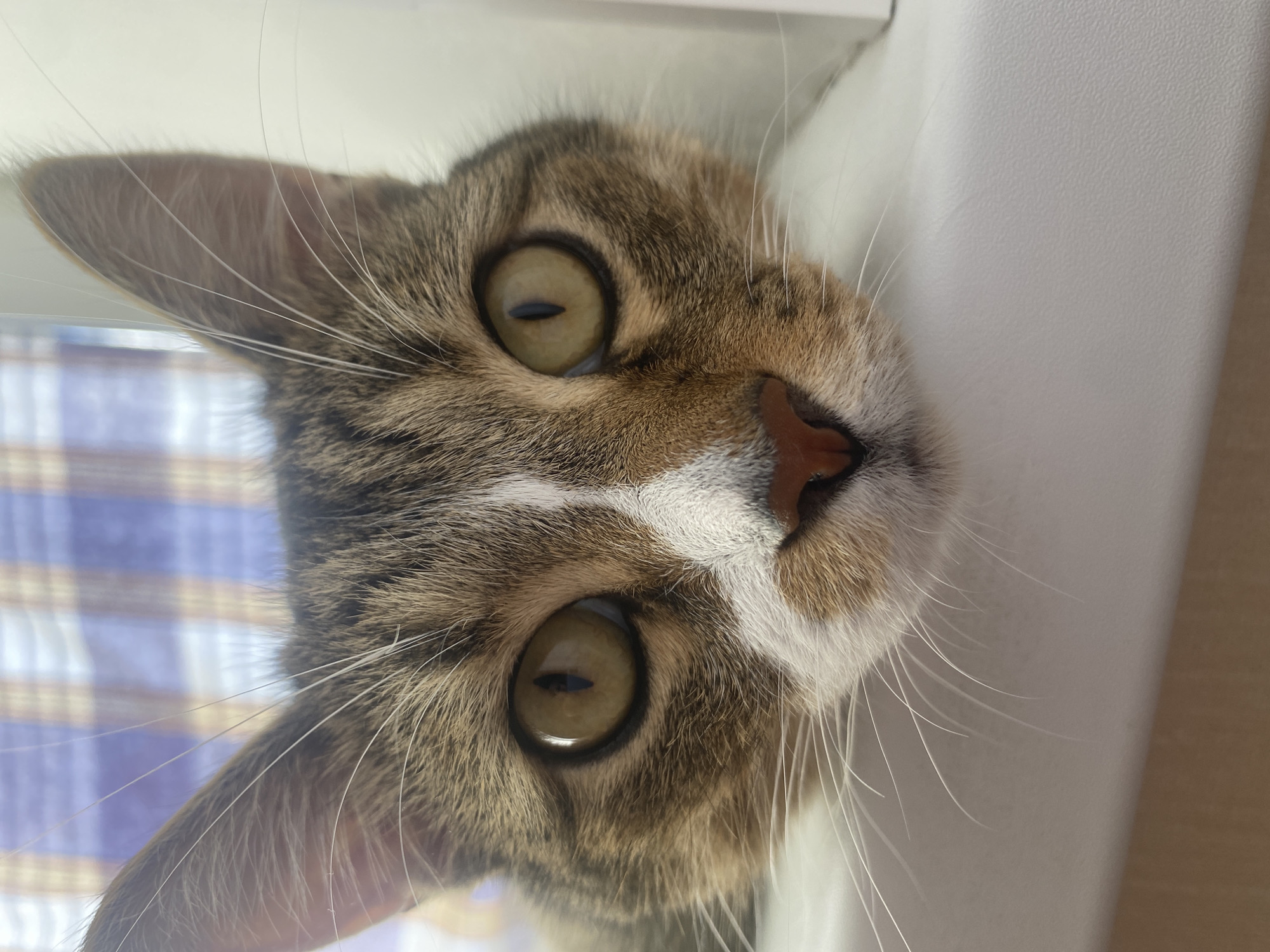A close-up, head-on, eye-level shot captures a tabby cat's face. The cat is positioned horizontally, with its head resting on a white, textured surface. Its fur exhibits a tabby pattern with brown, black, and white markings. A distinct white stripe runs down the center of its face, from its forehead to its nose. The cat's large, round, amber-colored eyes are wide open, and its pupils are vertically slit. Its nose is a prominent pinkish-brown color. Long, white whiskers extend outwards from its muzzle. The background is blurred, showing a window with a checkered pattern of blue and white. The overall lighting is bright, suggesting it is daytime. The image was taken in Novokuybyshevsk, Russia.