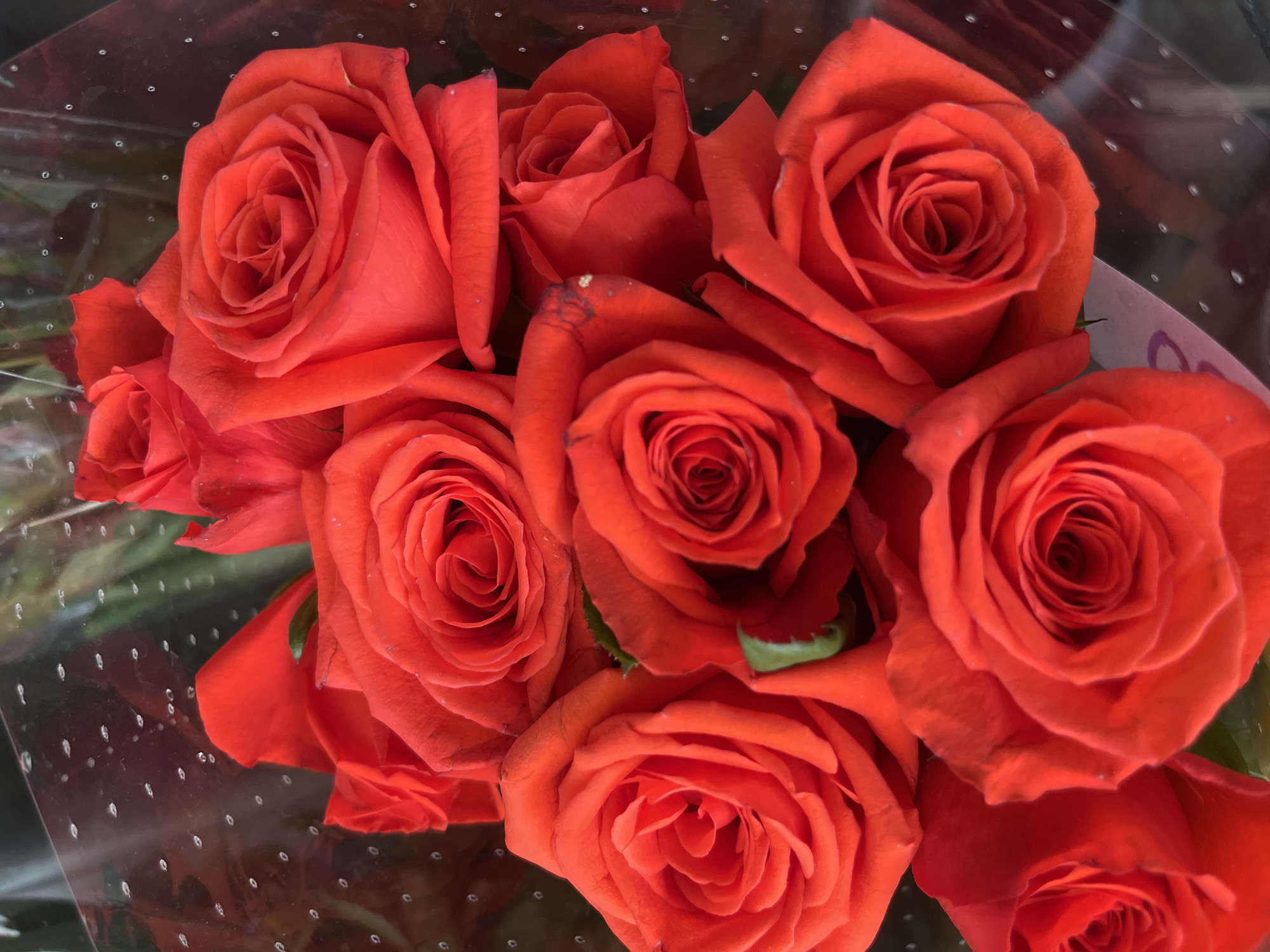 A close-up, top-down shot displays a bouquet of vibrant red roses. The roses are tightly packed, with many in full bloom, showcasing their layered petals. Some petals appear to have slight imperfections or water droplets. The bouquet is partially enclosed in clear plastic packaging, visible as a glossy, reflective surface with small, circular indentations or perforations. The background is dark and out of focus, with hints of green foliage. The image appears to have been taken indoors, possibly in a flower shop or as a gift. The location in Bac Nha Trang Ward, Vietnam, is not discernible from the visual information provided in the image.