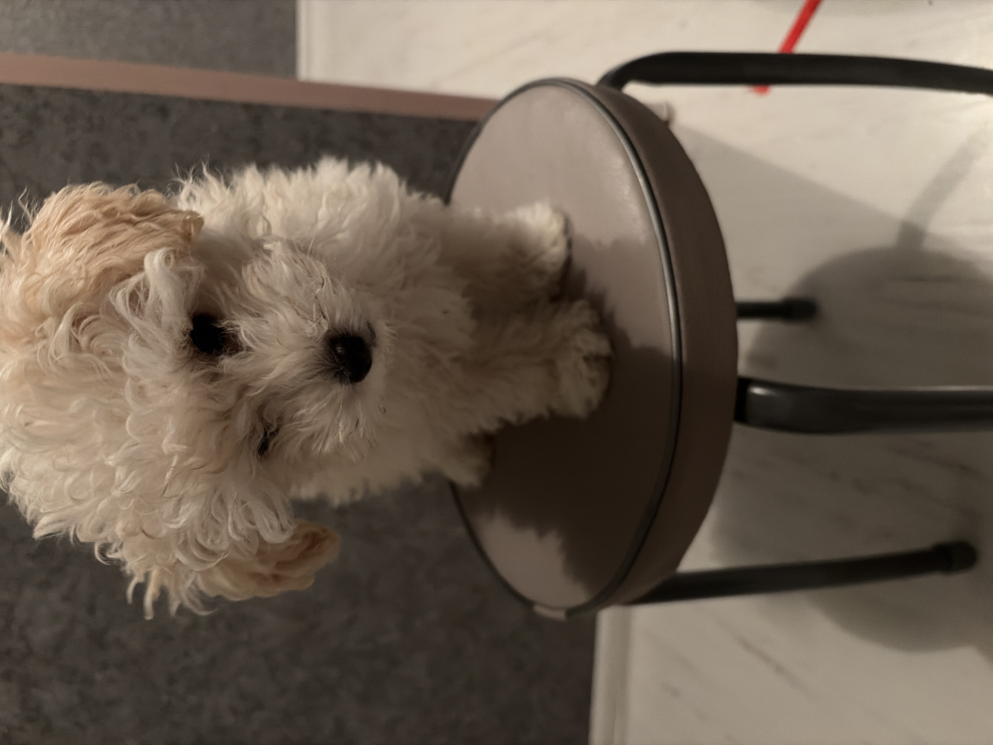 The central subject of the image is a small, fluffy dog, likely a puppy, with curly white fur and light brown or apricot markings on its head and ears. The dog has dark, expressive eyes and a small black nose. It is seated calmly on a round, padded stool with a dark gray or brown upholstered top and a black metal frame. The dog looks directly at the camera with a curious and serene expression.
The setting is an indoor environment. A dark gray floor or carpet is visible in the lower portion of the image, while a lighter-colored floor or wall, possibly tiled or laminated, occupies the background to the right. Parts of the stool's black metal legs are visible, extending onto this lighter surface. A distinct shadow is cast by the stool onto the light floor, indicating an indoor light source from above. A small, bright red object, possibly a cable or toy, can be glimpsed in the upper right corner of the background. No text is visible. This scene is situated in Chaikovsky, Russia.