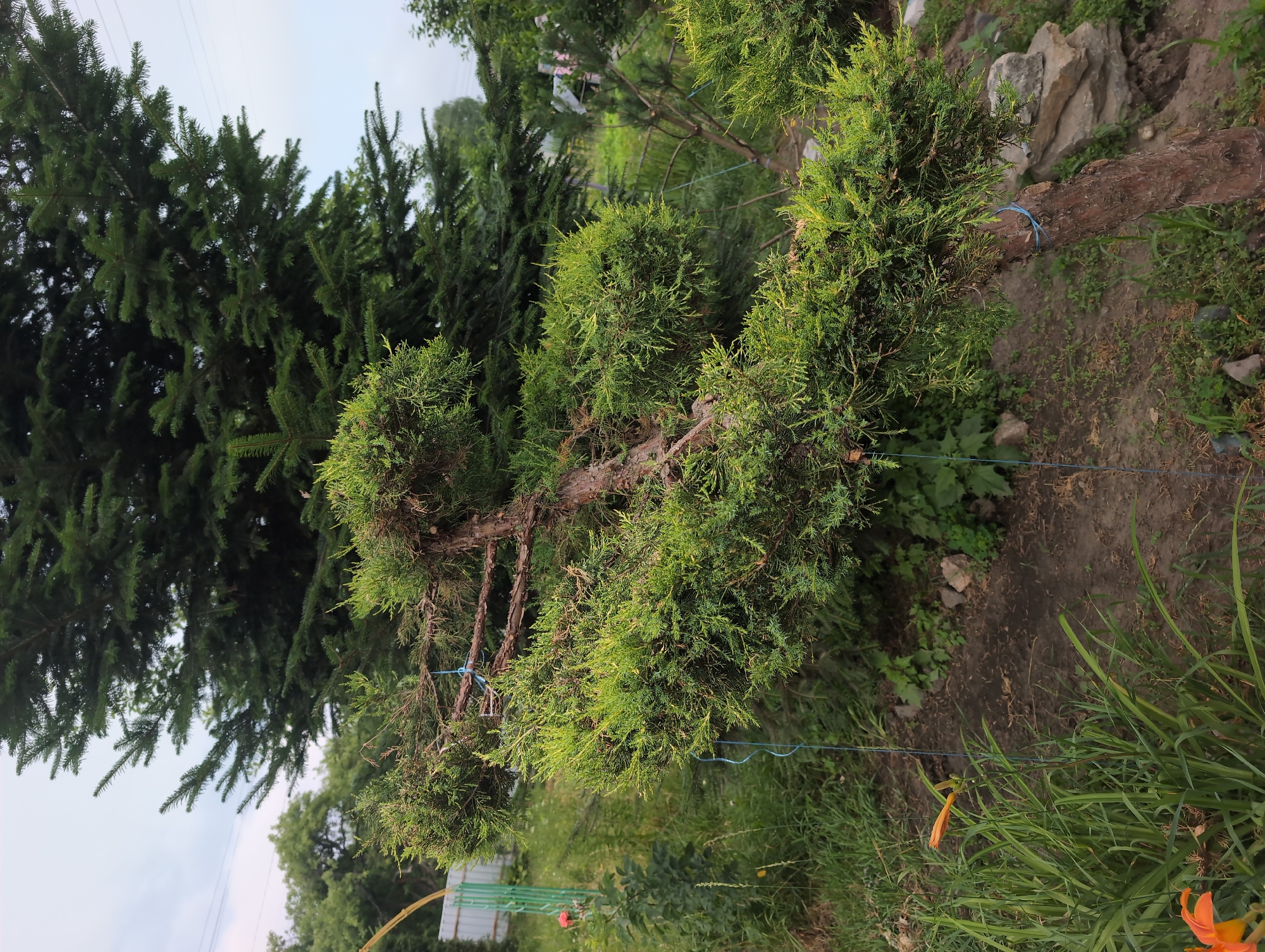 In Perliavka, Ukraine, a cultivated coniferous tree, possibly a juniper, is angled to the right. Its bark is rough and brown, and its branches are pruned to create rounded sections of green foliage. Blue string is tied around the trunk and some of the branches. Behind it, a larger, darker coniferous tree stands tall. The ground is a mix of dirt, scattered small stones, and green grass. To the left, a slender orange lily bud is visible amongst long green grass. A pale green metal fence and a hint of a distant building can be seen in the background. The sky is overcast.