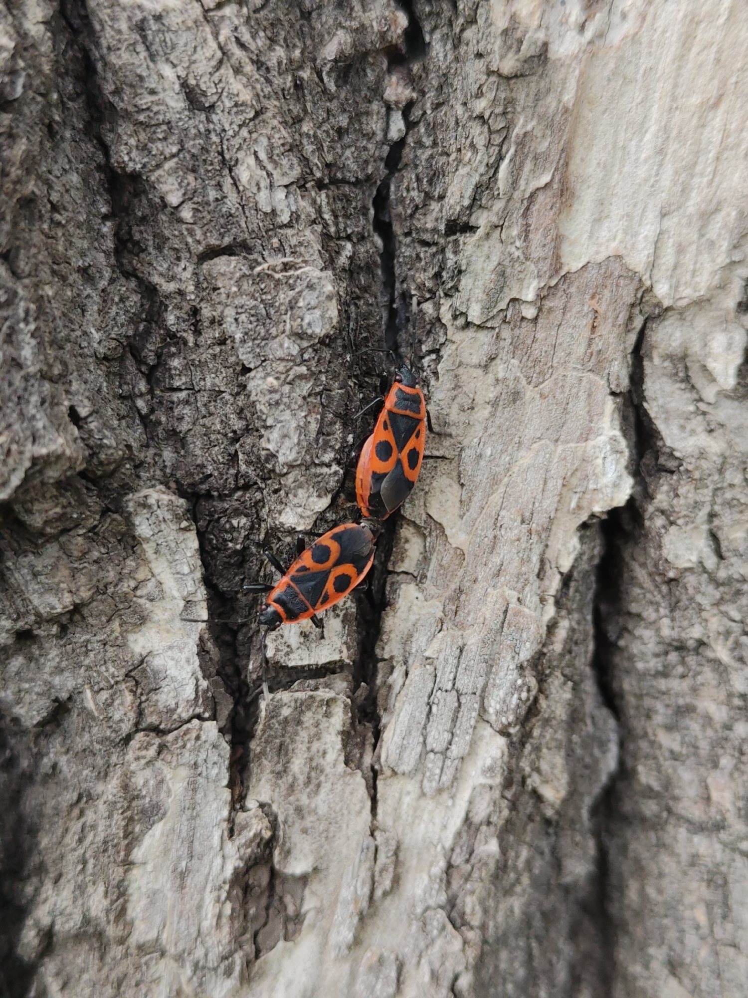 Two black and orange insects, likely soldier bugs, are perched on the textured bark of a tree. The bugs have distinctive red and black markings on their bodies. The tree bark is rough and grayish-brown, with visible cracks and crevices. The image is a close-up shot, emphasizing the details of the insects and their natural environment. The scene is outdoors and appears to be in a natural setting.