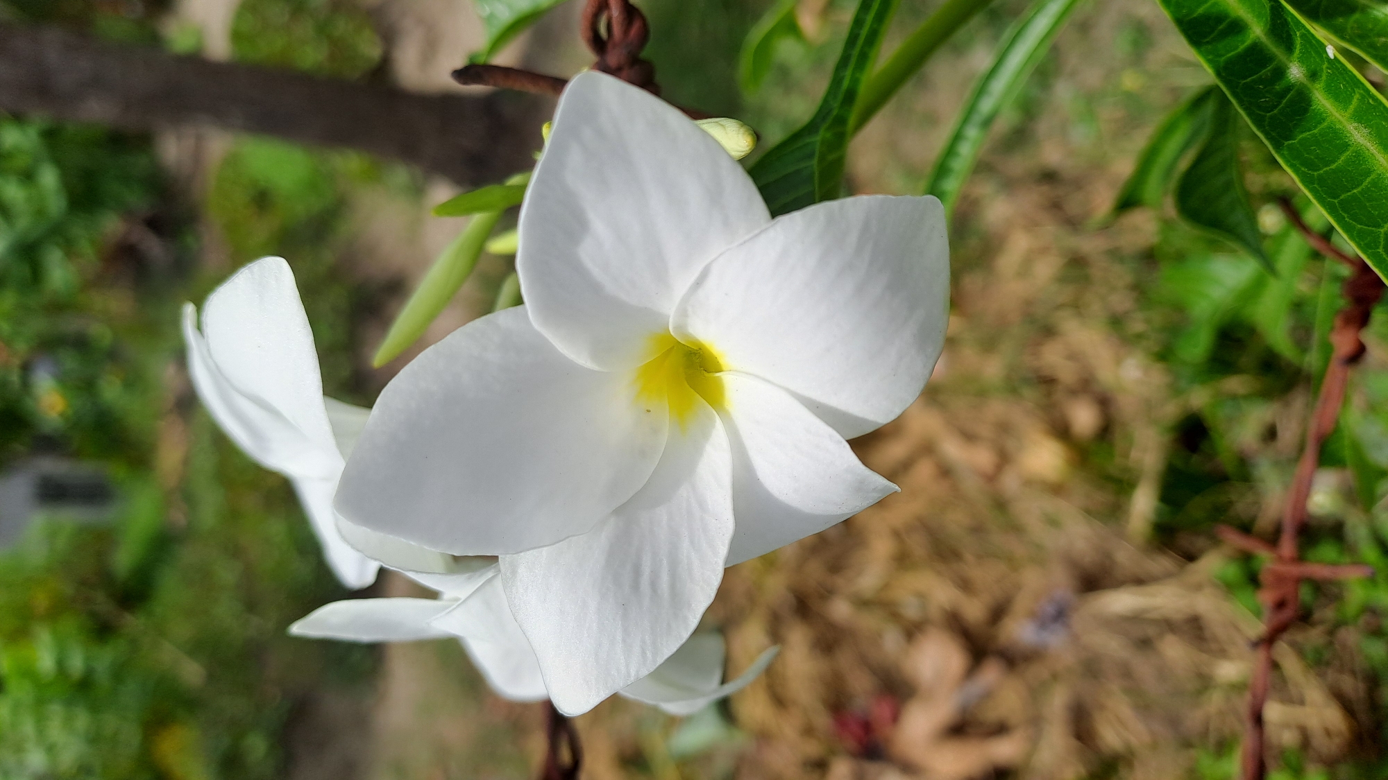 A close-up photograph captures a white plumeria flower in bloom, its petals unfurling around a vibrant yellow center. The flower is positioned in the foreground, with its delicate structure sharply in focus. In the background, the scene is blurred, suggesting a shallow depth of field. Hints of green foliage and a tree trunk are visible, along with the presence of rusty barbed wire adding a rustic, perhaps wild, element to the environment. The overall impression is one of natural beauty set against a slightly untamed backdrop. The image is tagged with "Lhokweawe, Indonesia," implying that the plumeria flower was photographed in this specific location.