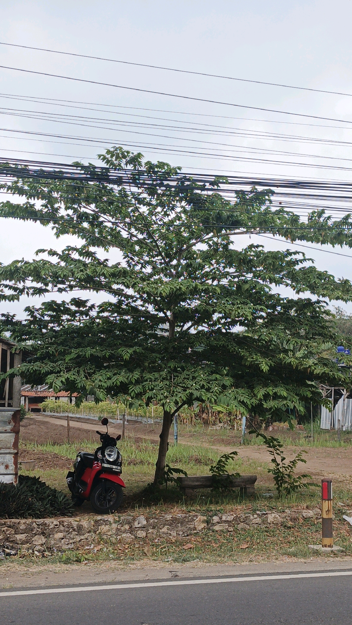 An outdoor, ground-level, vertical full shot captures a tree with green leaves and dark branches. The tree stands in front of a building with a brown roof. A red motorcycle is parked to the left of the tree. A wooden bench is situated behind the tree. In the background, there are power lines and a cloudy sky. The scene appears to be located in the city of Cibenda, Indonesia.