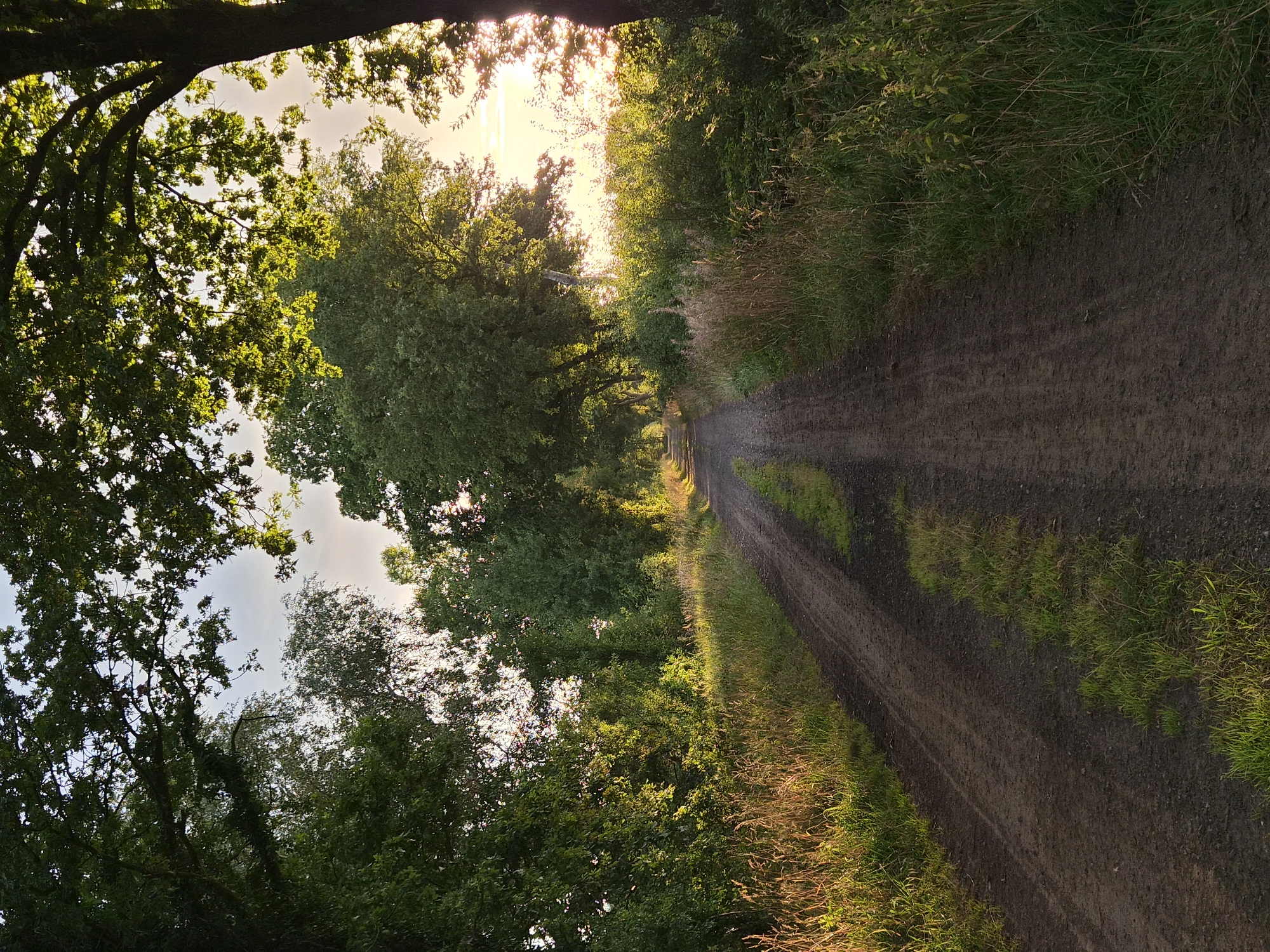 The image depicts a dirt road leading through a tree-lined path, bathed in the golden light of sunset. The road is unpaved, with visible tire tracks and patches of grass growing along its edges. Tall trees with lush green foliage flank both sides of the road, creating a canopy overhead. The sun is setting in the distance, casting a warm glow and silhouetting the trees. The vegetation on the sides of the road is dense, with tall grasses and shrubs. The overall scene conveys a sense of tranquility and natural beauty. The image location is confirmed to be in Schiffdorf, Germany.