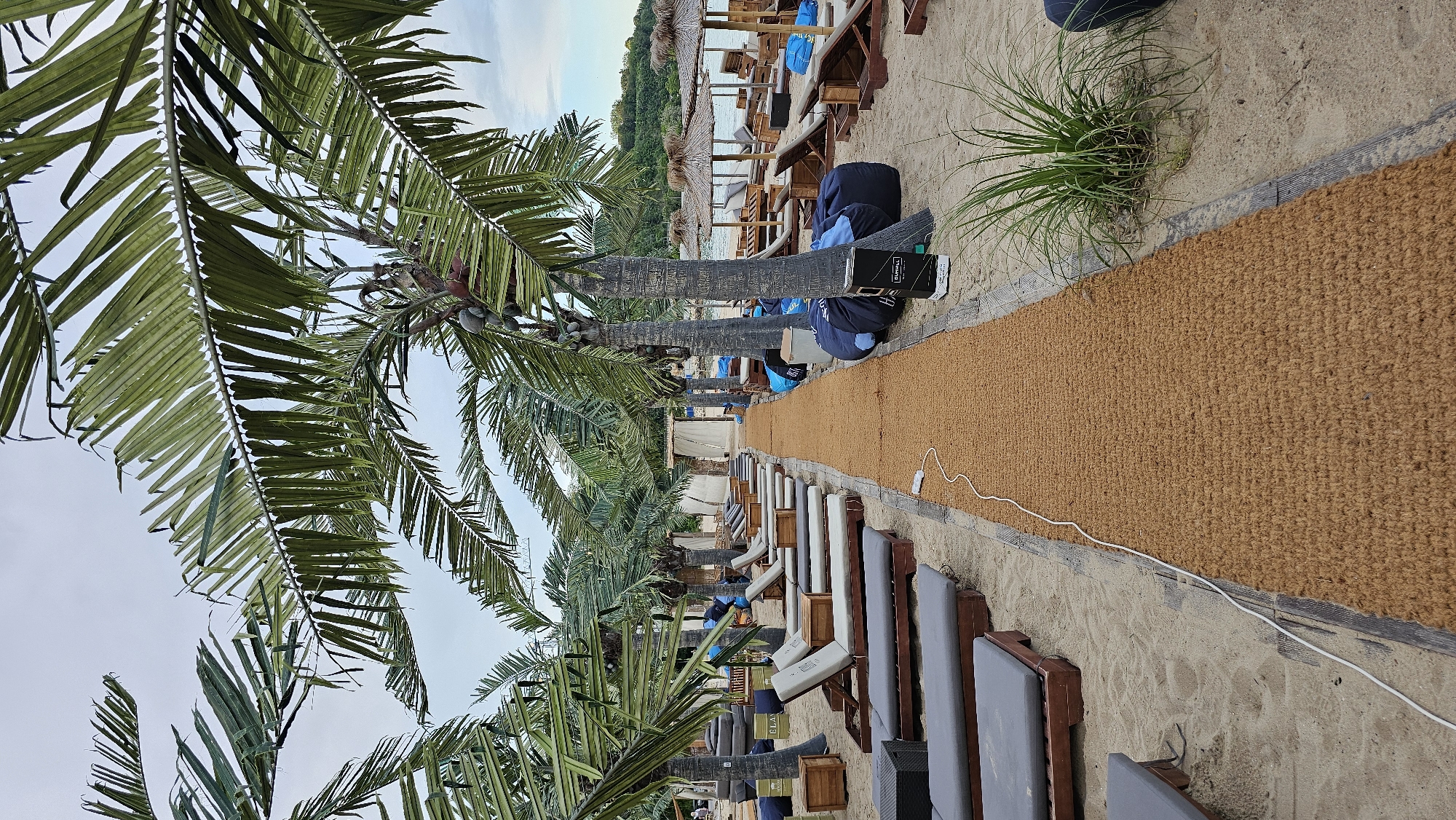 This image depicts a beach resort area in Varna, Bulgaria, characterized by a sandy expanse lined with rows of empty lounge chairs and palm trees. A tan-colored mat runs down the center of the walkway, with a white cable extending from the left side of the frame across it. In the background, thatched umbrellas and lounge furniture suggest a seating area by the water, while tents and more seating are visible further down the beach. The sky is overcast.