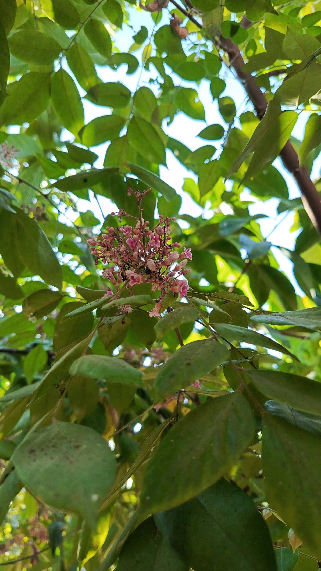 A close-up, eye-level shot captures a cluster of small, pink flowers on a tree branch, surrounded by lush green leaves. The flowers are delicate, with a star-like shape and a hint of darker pink in their centers. They are clustered together on a thin stem, with some buds still visible. The leaves are a vibrant green, with some showing signs of age, such as small holes or brown spots. The background is a blur of green foliage and bright sky, suggesting an outdoor setting. The image was taken in Bajang, Indonesia, where such flowering trees are common.