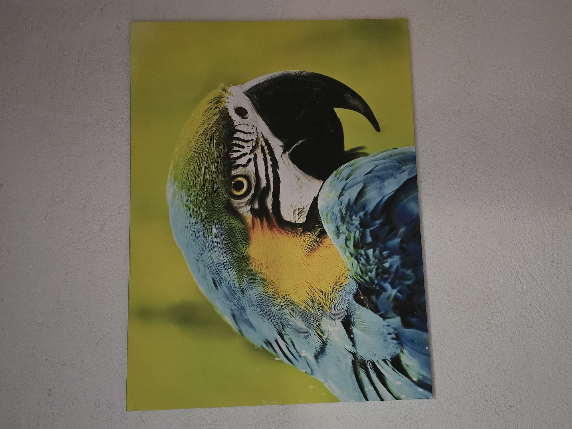 The media file displays a vertically oriented print or poster of a vibrant macaw, mounted on a light gray, textured wall. The macaw is captured in a close-up, filling the majority of the print's frame. Its plumage is a striking combination of bright blue on its body and wings, and vivid yellow-gold on its chest and around its head. Lighter blue-green feathers are visible around its eye and on the top of its head.
The bird features a large, curved black beak and a white facial patch marked with distinctive fine black lines radiating from its alert, yellow eye with a black pupil. The macaw's head is slightly turned, and it appears to be looking towards the viewer. The background within the print is a uniformly bright, blurred yellow-green, providing a soft contrast to the bird's detailed feathers.
The wall behind the print has a rough, uneven texture, indicative of plaster or concrete. The edges of the rectangular print are clearly visible against the wall. There is no discernible text on the print or the surrounding wall. The overall scene suggests an indoor setting, with the print serving as a decorative element.