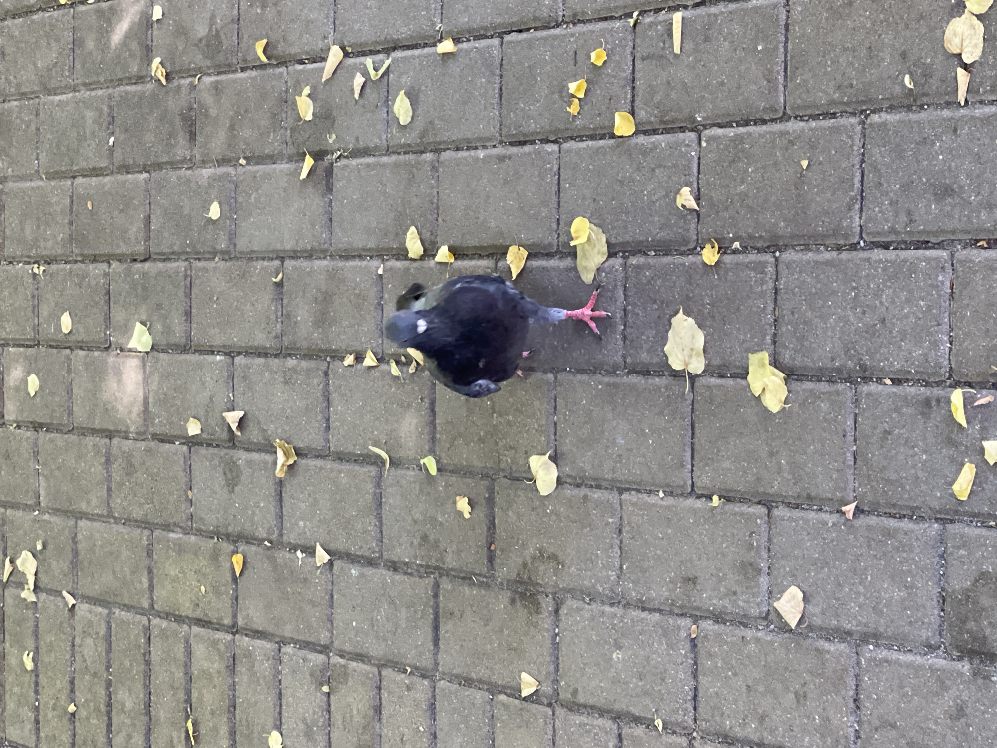 This image shows a pigeon walking on a paved sidewalk in Zelenogradsk, Russia. The sidewalk is made of rectangular gray bricks, and scattered yellow and brown fallen leaves are visible on the ground, suggesting an autumn setting. The pigeon is dark gray and black with a white spot on its head and bright pink legs. It is facing away from the camera, looking down towards the pavement. The lighting suggests it is daytime, possibly overcast given the lack of harsh shadows. The scene is simple and candid, capturing a common urban wildlife moment. There is no visible text in the image.