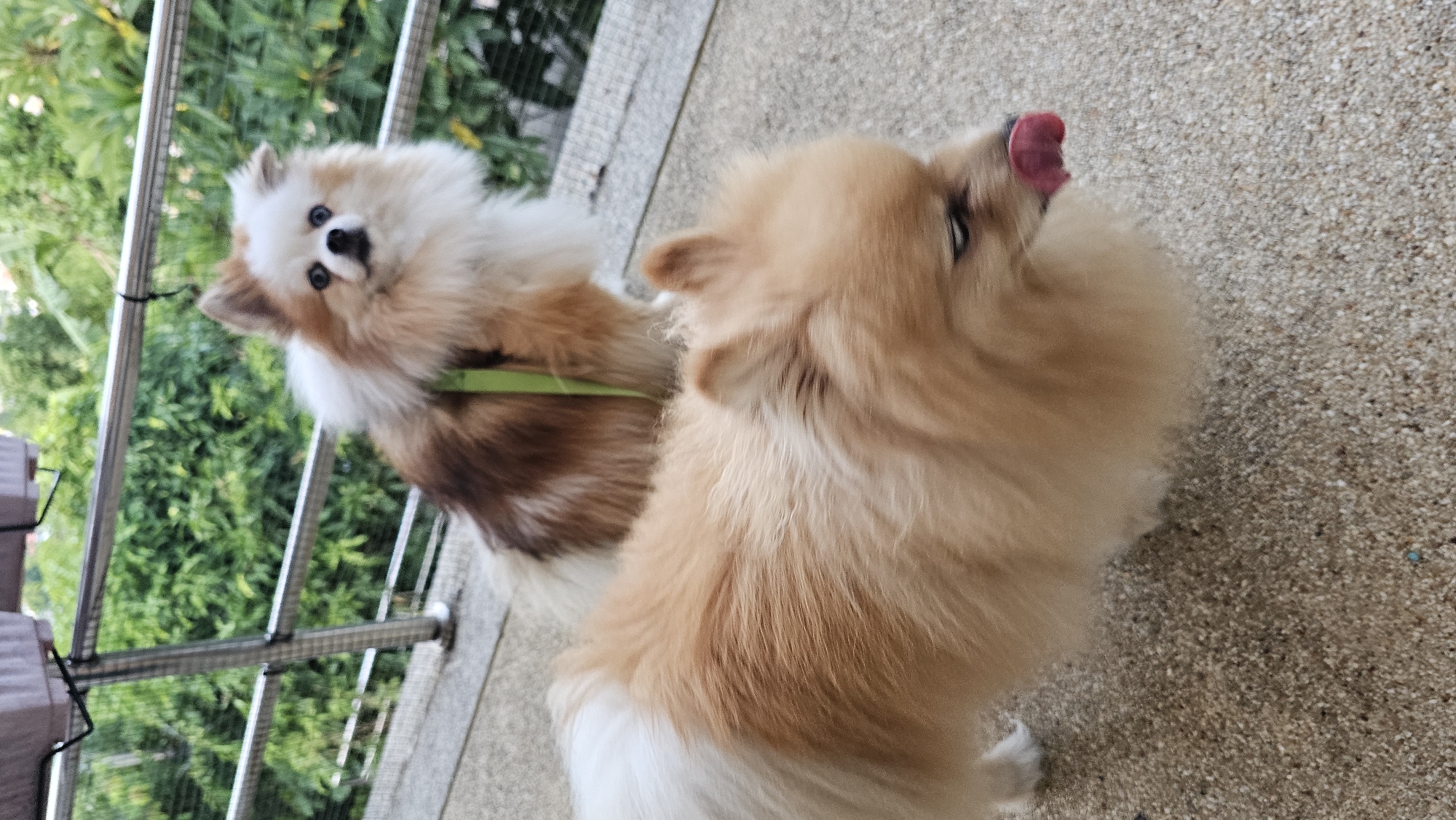 This media file features two Pomeranian dogs on a balcony in Baan Chaweng, Thailand. The dog in the foreground is light brown and white, with its tongue sticking out and head tilted upwards. The dog in the background is also light brown and white, looking directly at the camera with its mouth slightly open. Both dogs have fluffy fur and appear alert and playful.
The setting is an outdoor balcony with a textured concrete floor. A metal railing runs along the edge of the balcony, behind which lush green foliage is visible, suggesting a tropical environment. Two dark brown planters are attached to the railing. The lighting indicates it is daytime, possibly in the morning or afternoon. The overall mood is cheerful and relaxed, with the dogs appearing happy and engaged. There is no visible text in the image.