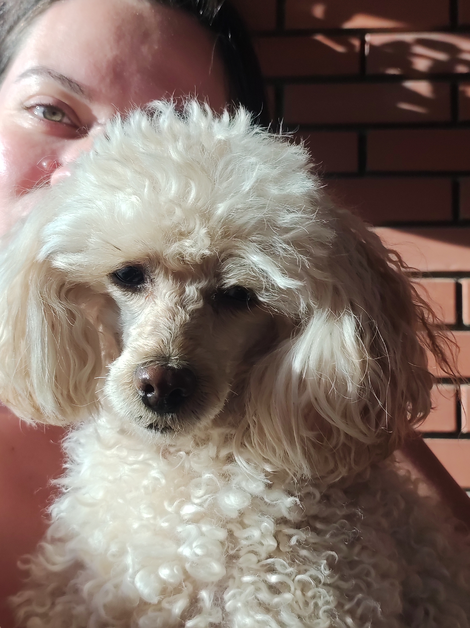A close-up shot shows a woman holding a light-colored poodle. The woman's face is partially visible on the left edge of the image, with a visible eye. The poodle is in the center of the image, filling the majority of the frame. Behind the woman and the dog, there is a brick wall, with shadows cast onto it. The location of Фоки, Russia, is not discernible from the image.