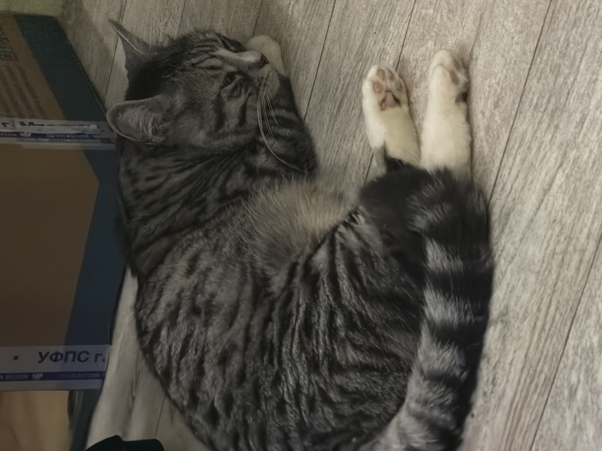 A grey tabby cat is sleeping curled up on a wooden floor. The cat is resting its head on a white pillow. The cat has white paws and a striped tail. In the background, there are boxes and a blue wall. The scene is indoors.