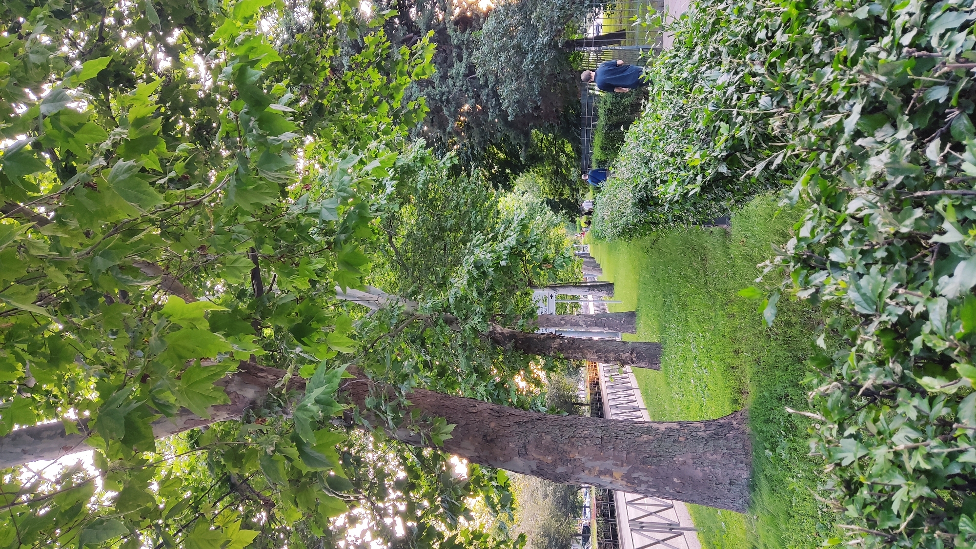 The image depicts a serene park scene in Krasnodar, Russia. The foreground is dominated by the trunk and branches of a large tree with broad, green leaves, with the sun's rays filtering through the canopy. To the right, a neatly manicured lawn stretches into the background, bordered by a row of lush green bushes. Further along the path, several trees are planted in a line, their trunks visible against the backdrop of more dense foliage and a fence.
Two individuals are present in the scene. One, wearing a dark blue shirt, stands near a fence, looking towards the right. Another person, also in darker clothing, is visible further down the path, seemingly walking away from the camera. The overall atmosphere suggests a calm and pleasant day, likely in the late afternoon or early evening, given the warm light and the long shadows cast by the trees. There is no visible text in the image. The setting appears to be a well-maintained public space, possibly a park or a boulevard, offering a tranquil environment.