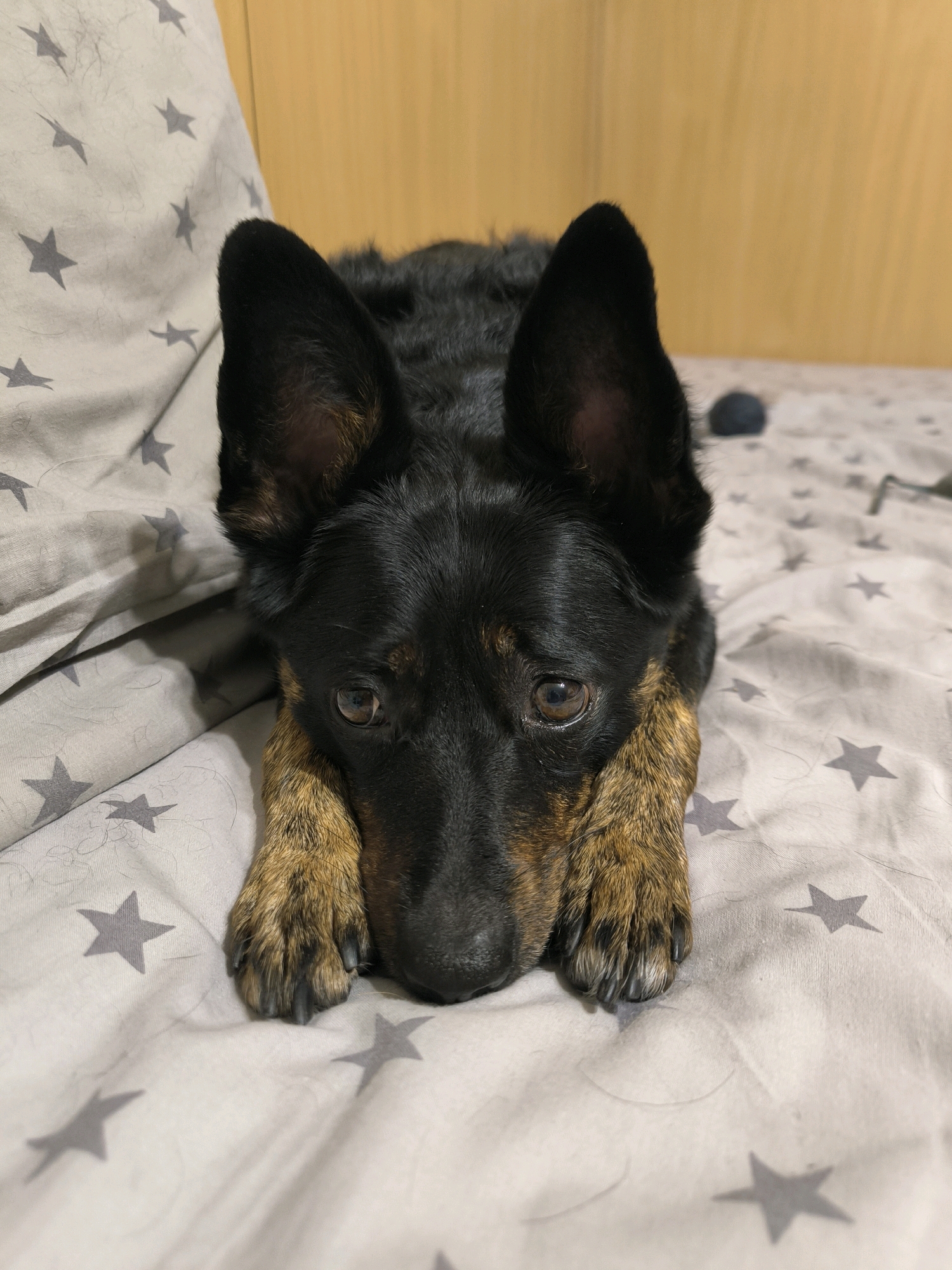 A black and tan dog lies on a bed with a grey sheet patterned with stars. The dog is facing forward with its head resting on its paws. Its eyes are open and looking towards the camera. The background is out of focus, but appears to be a wooden wall. There is a dark blue ball in the background. The image is taken from a medium close-up perspective. The dog appears to be in a domestic indoor setting. The location in Mykolaiv, Ukraine is not evident from the image.