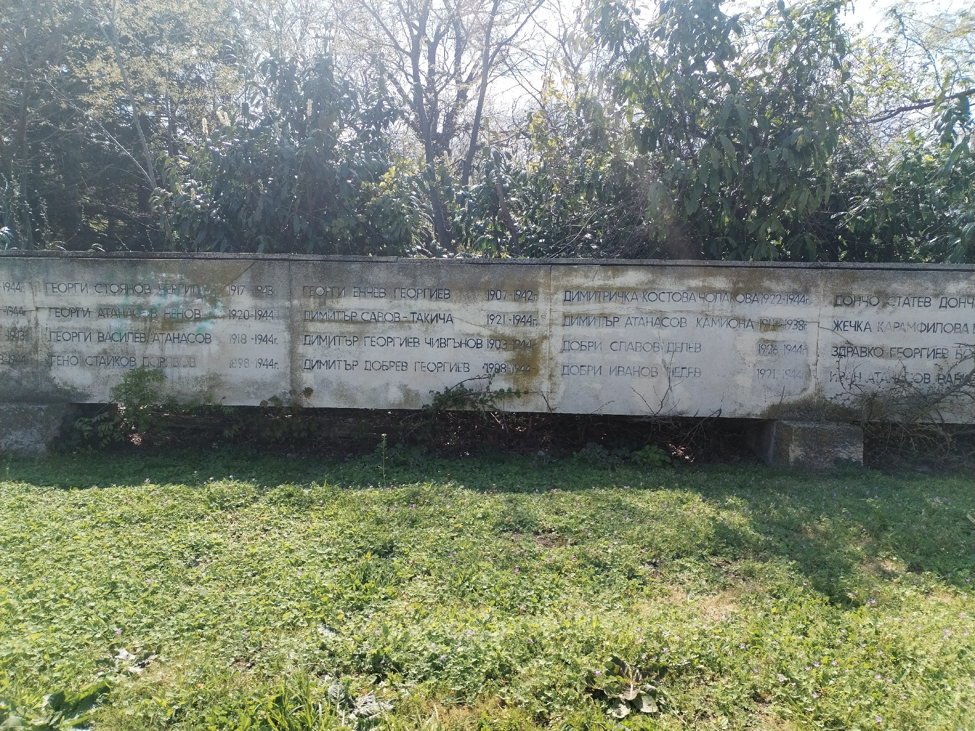 The image displays a weathered concrete memorial wall or plaque outdoors, set against a backdrop of trees and bright sunlight. The wall is engraved with multiple columns of names in Cyrillic script, each accompanied by birth and death years. This setup suggests a memorial for individuals, likely commemorating those who died in a specific historical period.
The scene is brightly lit by the sun, causing some glare at the top of the wall and casting shadows on the foreground. The ground in front of the wall is covered with lush green grass and low-lying vegetation, with some taller weeds or small bushes growing from the base of the structure. Behind the wall, a dense canopy of trees, some with bare branches and others with foliage, suggests an uncultivated natural environment.
Visible text on the wall includes names such as "ГЕОРГИ СТОЯНОВ ВЕРГИЛ 1917-1943", "ГЕОРГИ АТАНАСОВ НЕНОВ 1920-1944", "ДИМИТЪР САВОВ - ТАКИЧА 1921-1944г.", "ДИМИТРИЧКА КОСТОВА ЧОЛАКОВА 1922-1944г.", "ДОНЧО СТАТЕВ ДОНЧ", and "ЗДРАВКО ГЕОРГИЕВ БО". The dates predominantly span the early to mid-20th century, with many individuals having died in 1944, suggesting a connection to historical events like World War II. The names are Bulgarian, aligning with the location context of Varna, Bulgaria. The memorial appears to be a solemn site, possibly slightly neglected, given the surrounding overgrowth.