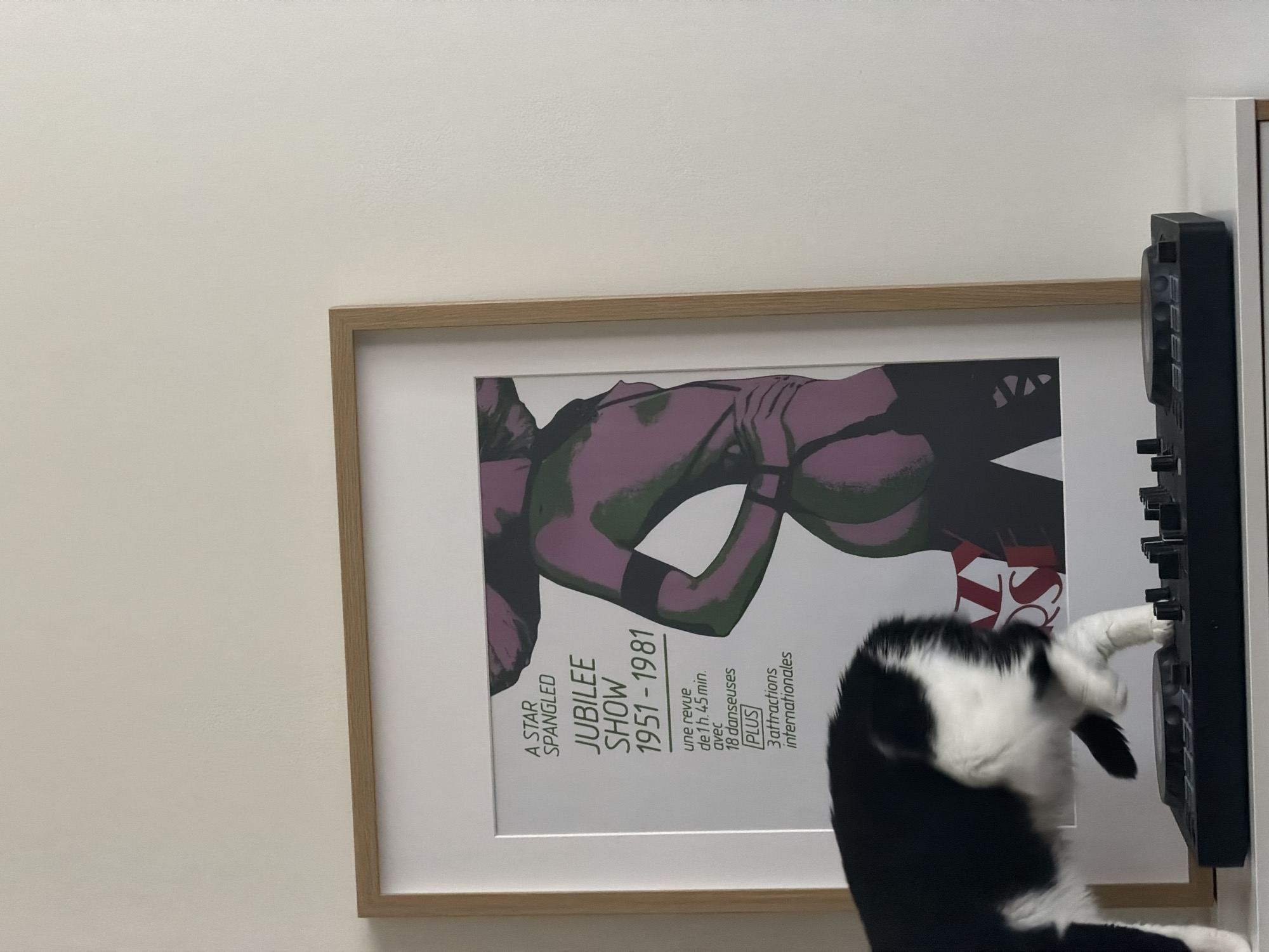 A close-up shot features a framed poster of a "Star Spangled Jubilee Show 1951-1981". A black and white cat is seen interacting with a black device attached to the wall next to the poster, its paw reaching out to touch it. The environment is a room with plain, light-colored walls. The location is unknown and there is no indication this image was taken in Belgrade, Serbia.